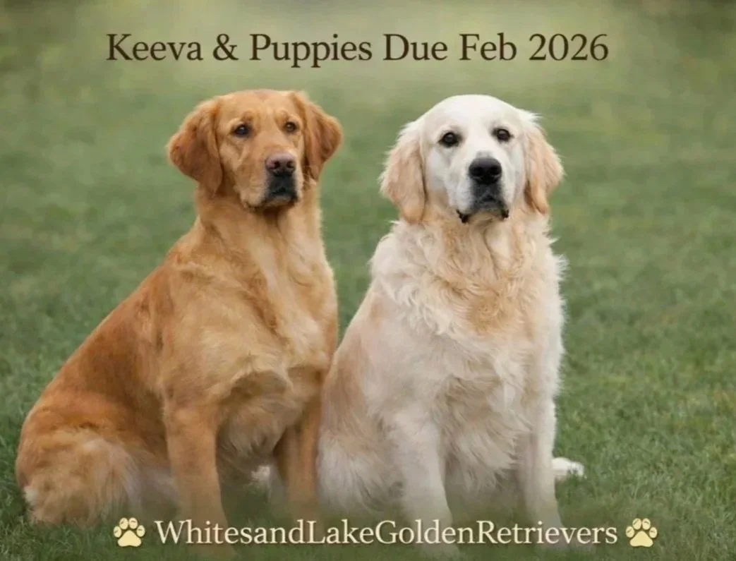 Two Golden Retrievers sitting on grass, with text above and below them. The text above says "Keeva & Puppies Due Feb 2026" and the text below says "WhitesandLakeGoldenRetrievers" with paw print icons.
