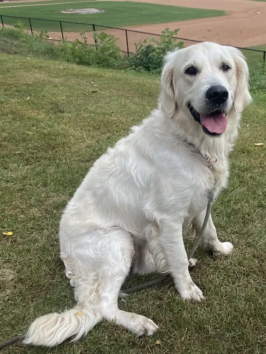 A happy Golden Retriever sitting on grass near a baseball field, smiling with its tongue out.