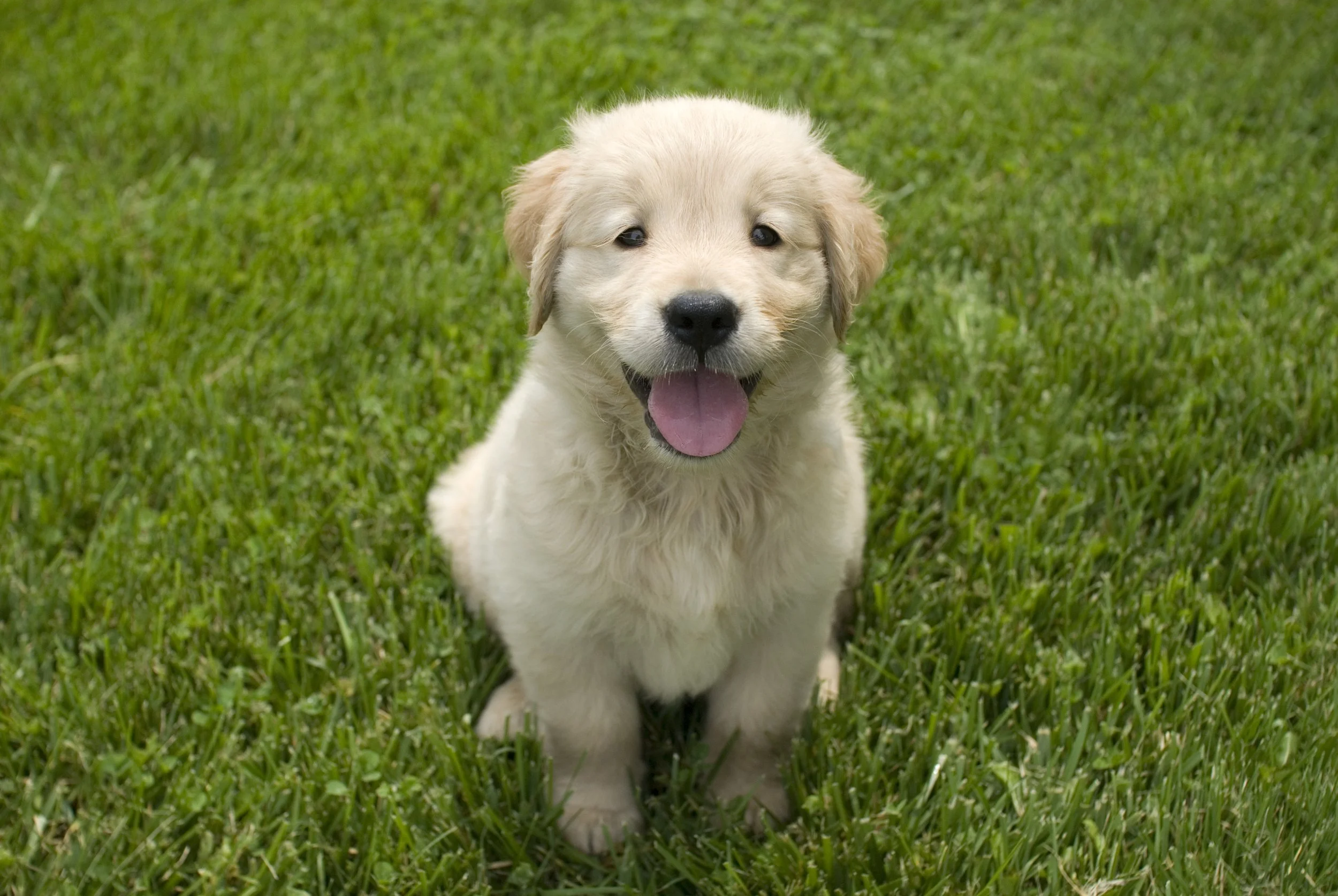 A happy golden retriever puppy sitting on green grass with its tongue out.