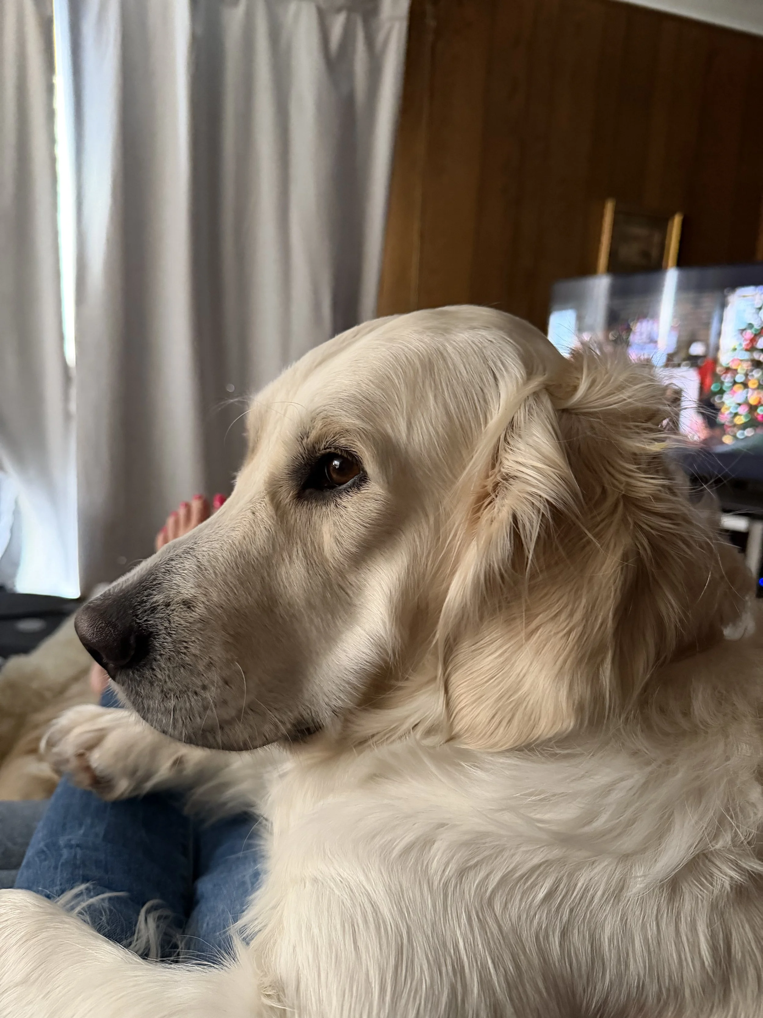 Close-up of a golden retriever lying on a person's lap, looking to the side with a calm expression in a room with wood-paneled walls and a television in the background.