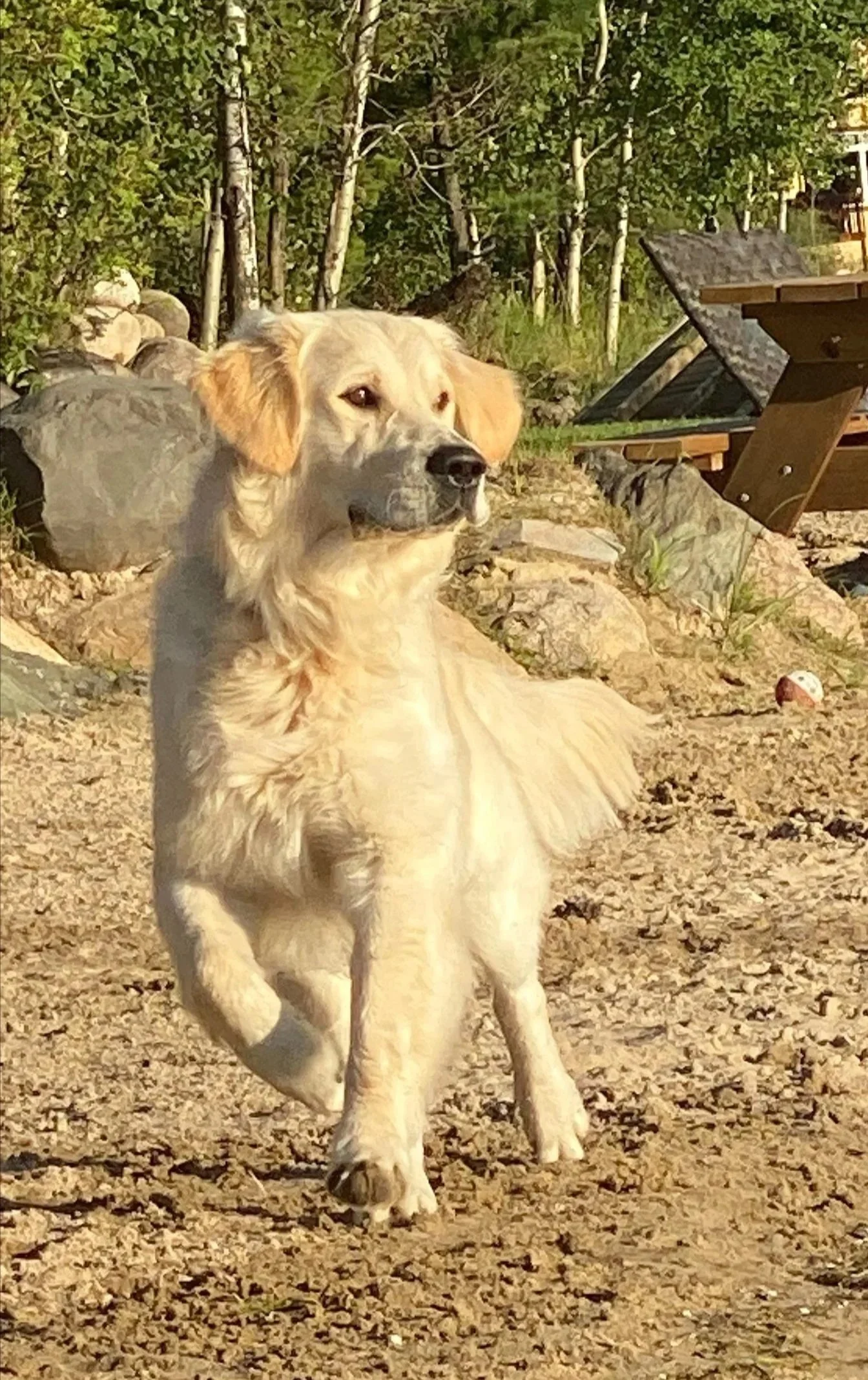 Golden retriever dog running outdoors on a rocky and sandy area, with trees and outdoor furniture in the background.