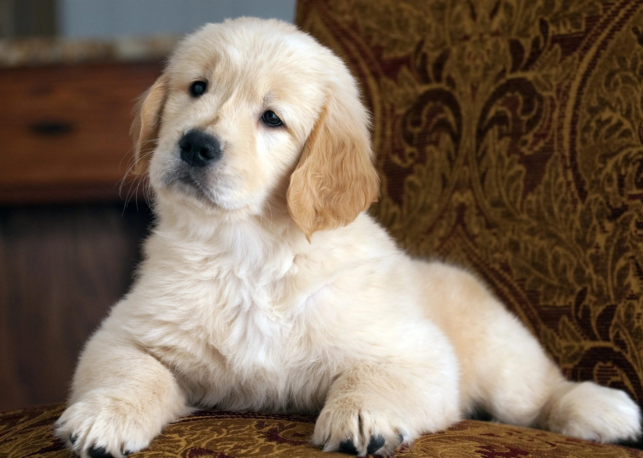A adorable golden retriever puppy sitting on a decorative brown and gold upholstered chair.
