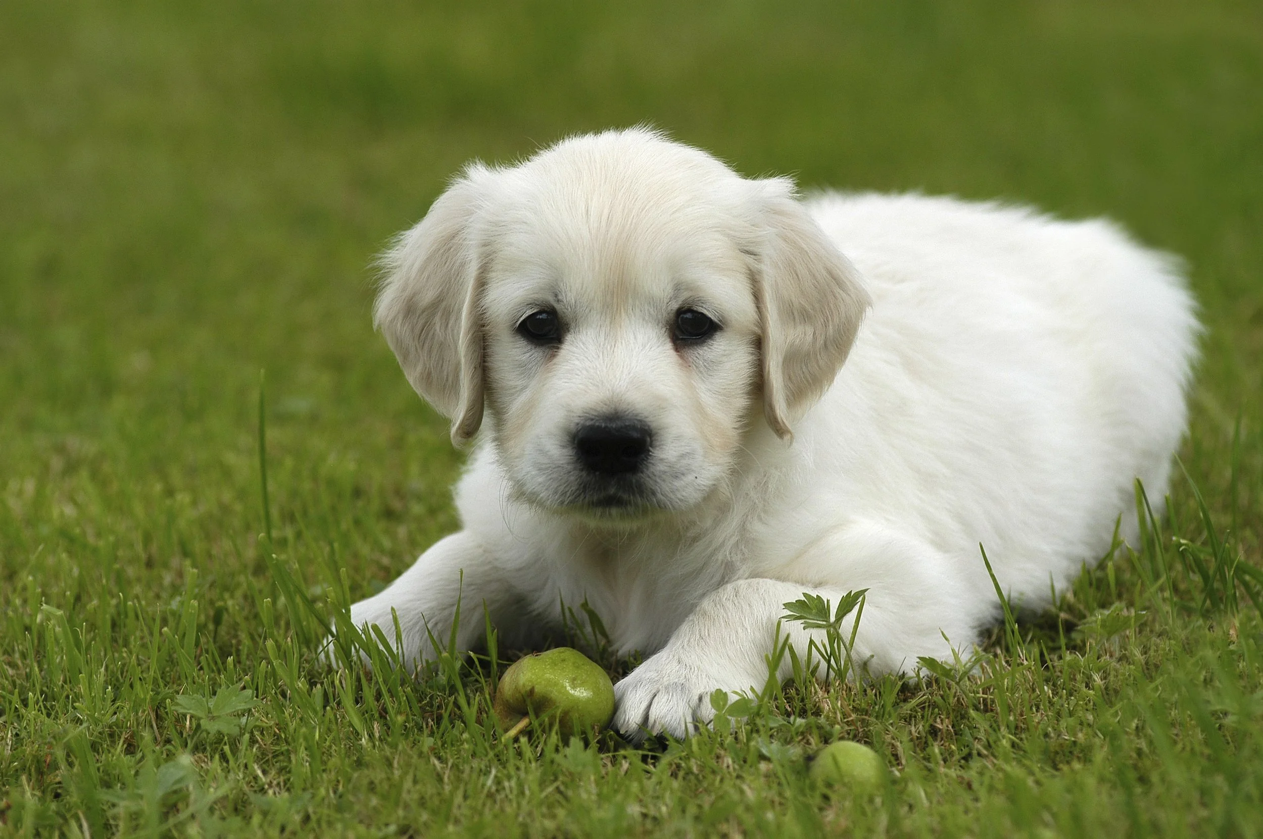 A cute white Labrador retriever puppy lying on the grass with a green apple near its paw.