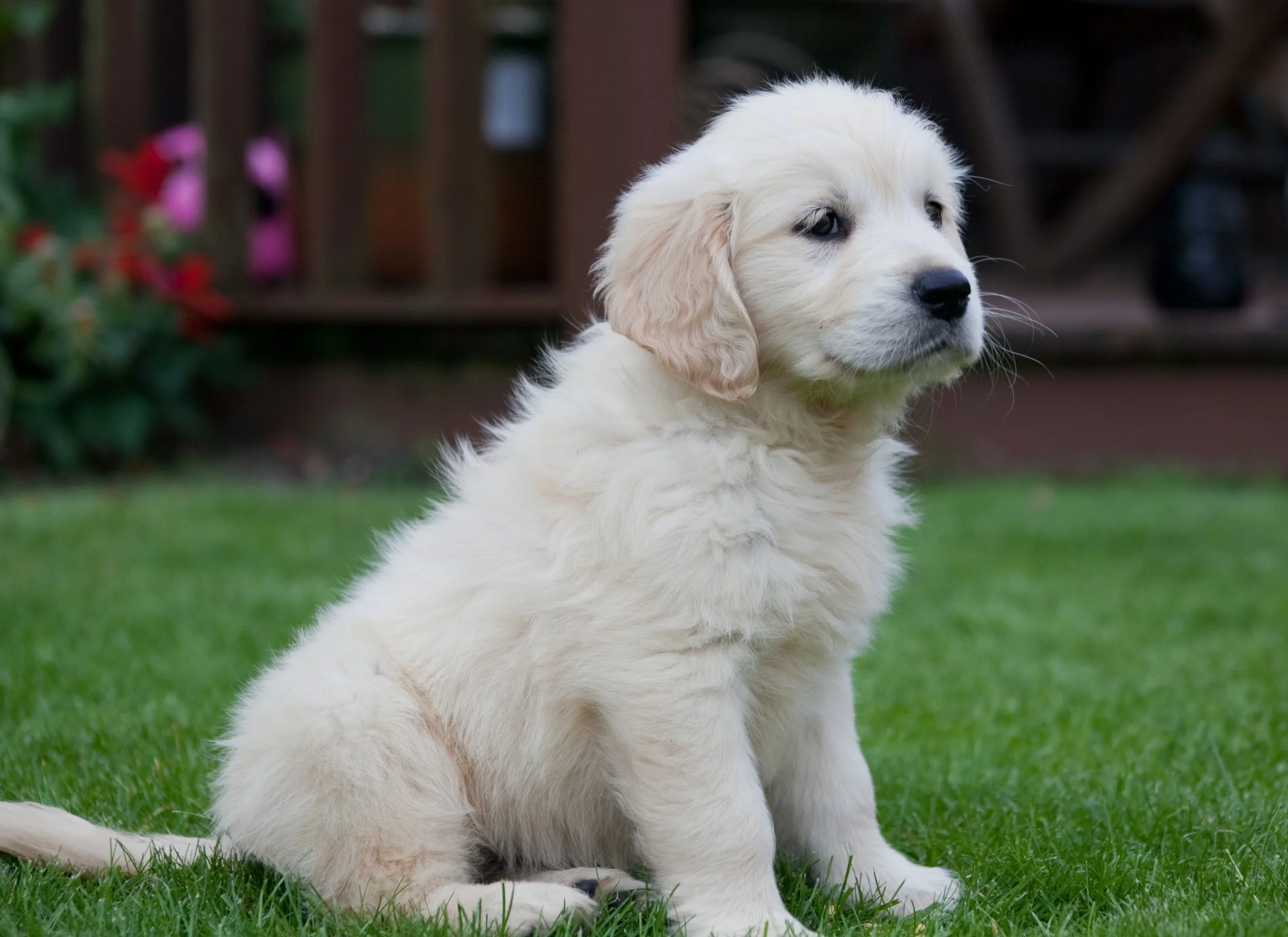 A cute golden retriever puppy sitting on green grass in a backyard
