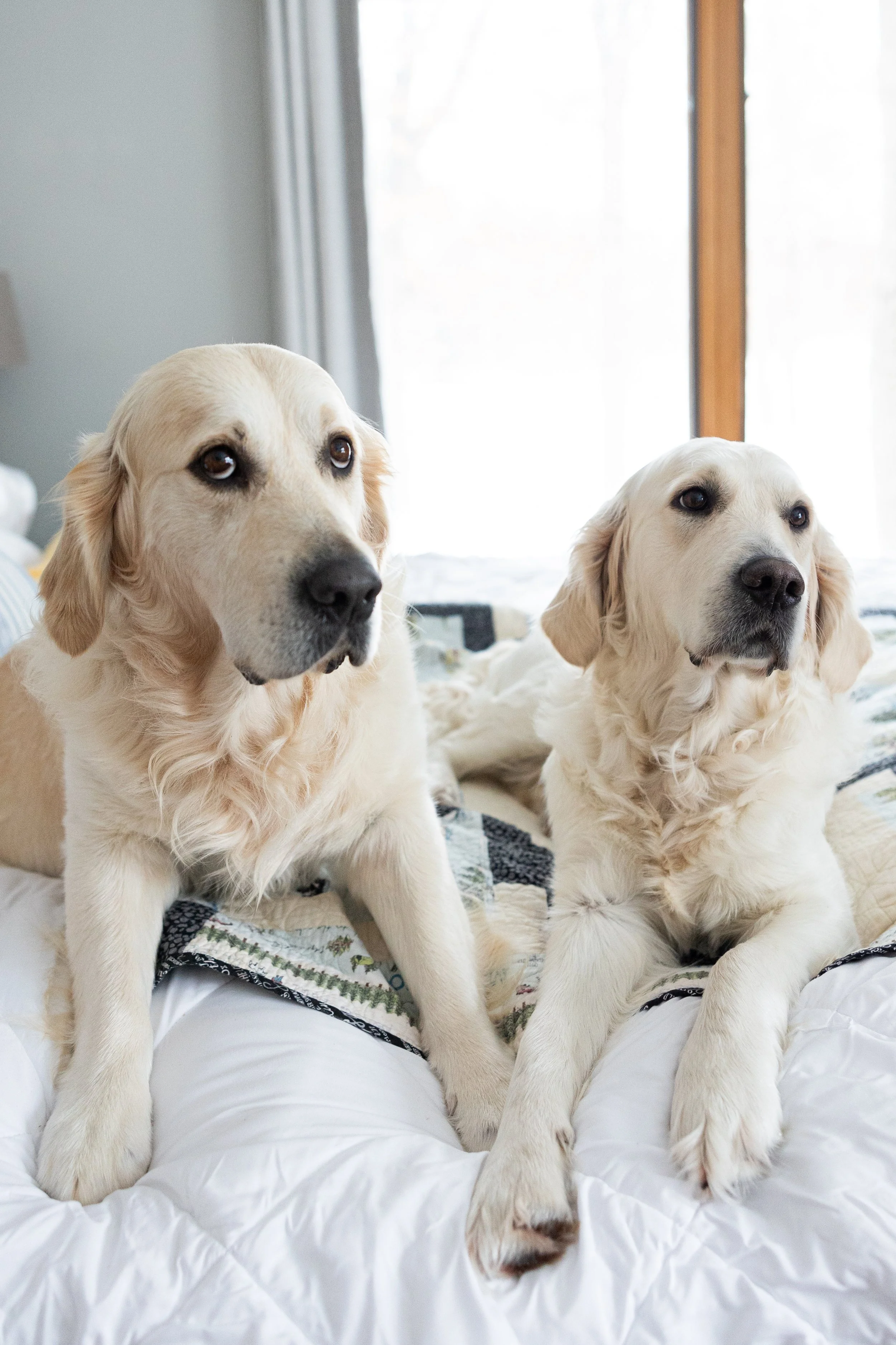 Two golden retriever dogs lying on a bed near a window with curtains.