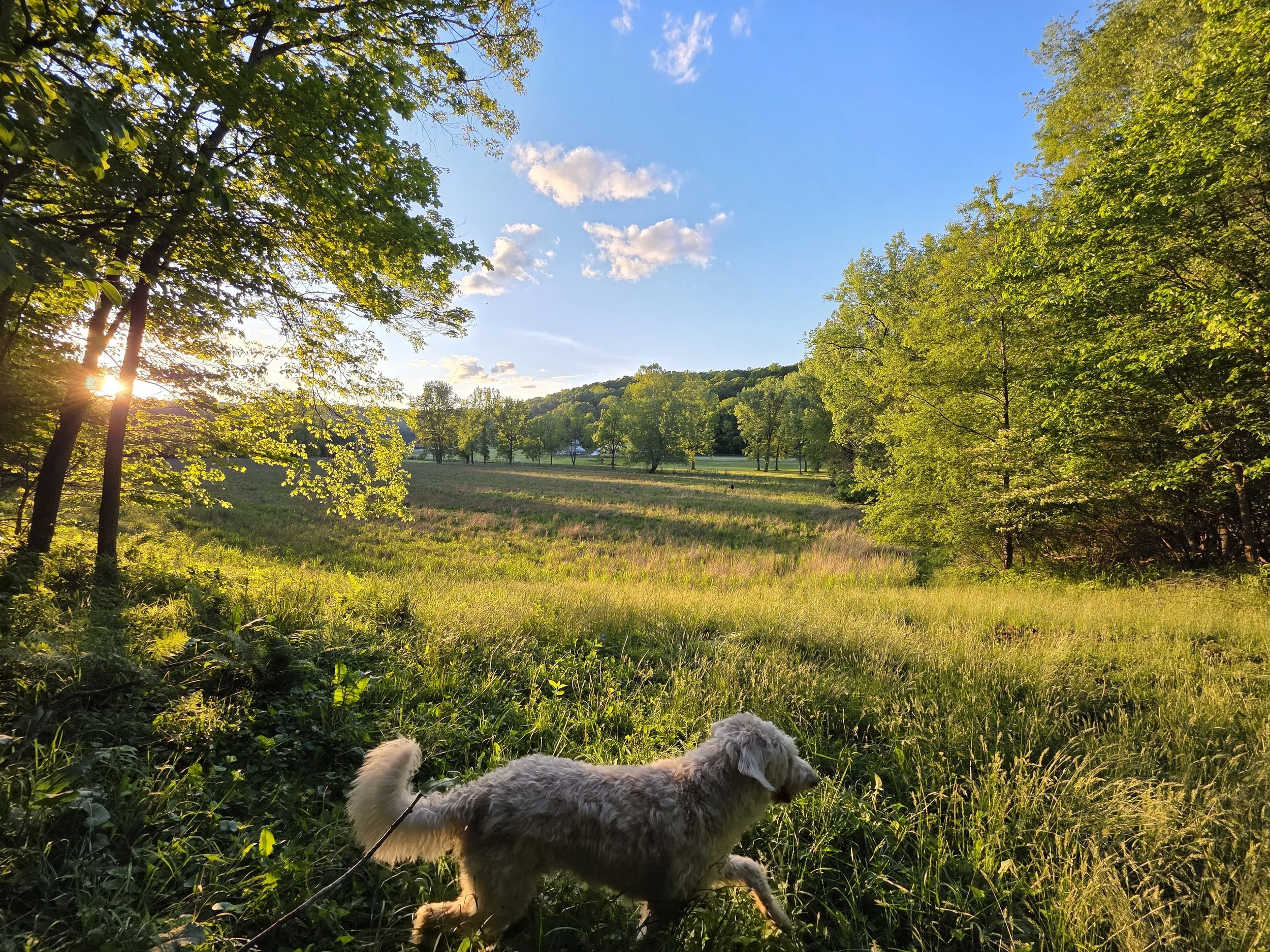 A dog walking through a grassy field surrounded by trees with sunlight shining through, during a clear, sunny day.