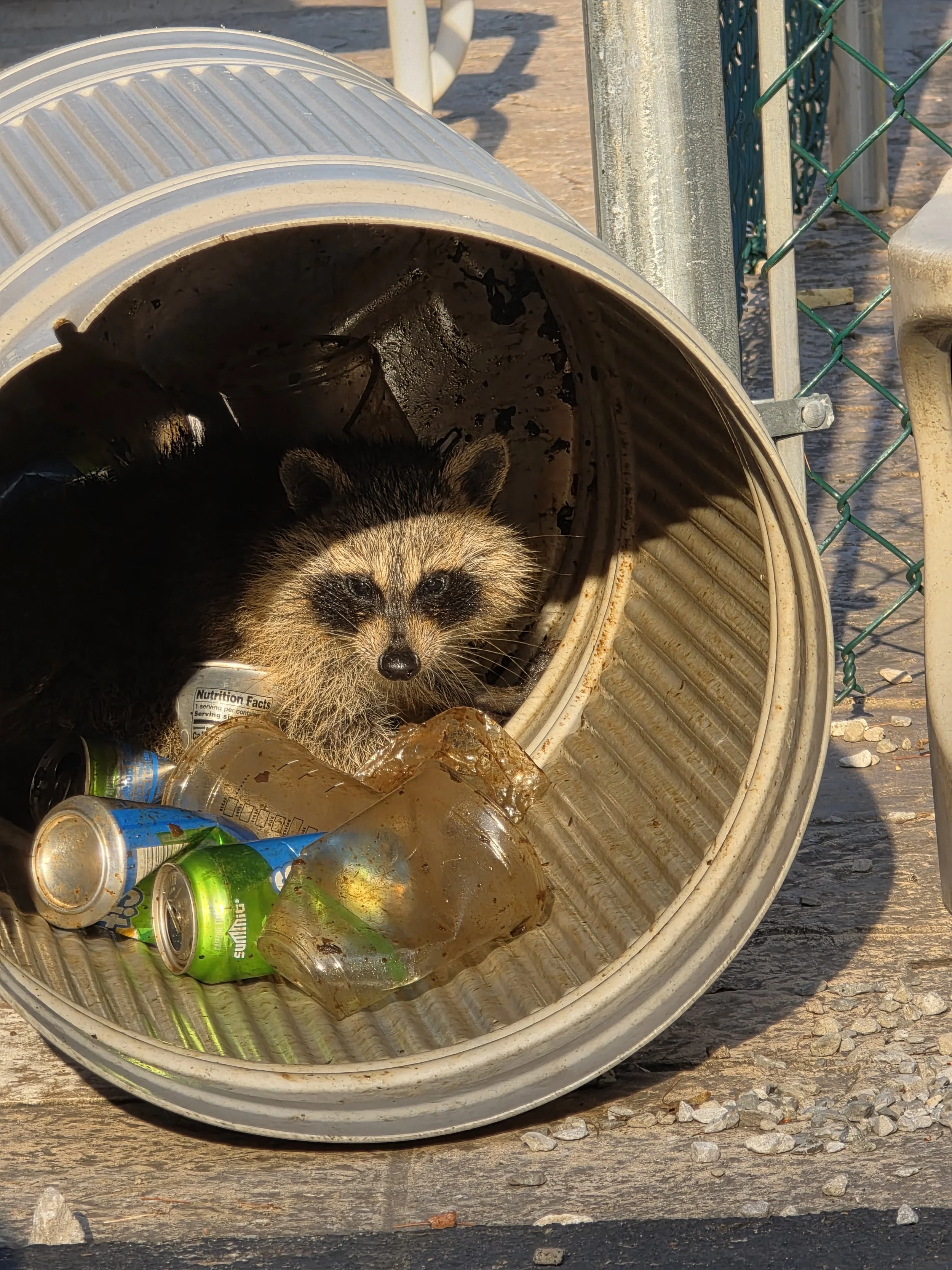 Nuisance Animal Removal