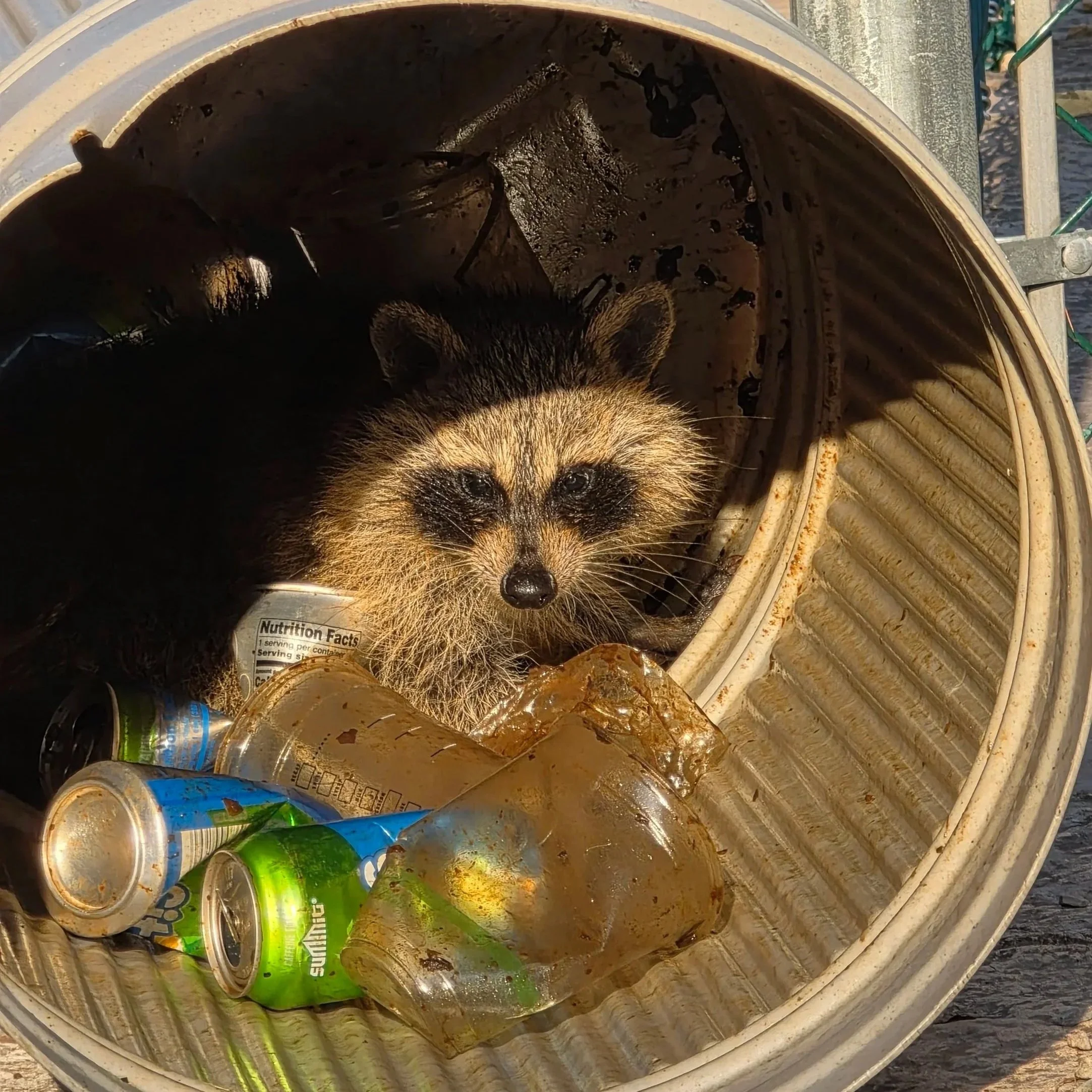 A raccoon inside an overturned trash can with empty cans and bottles.