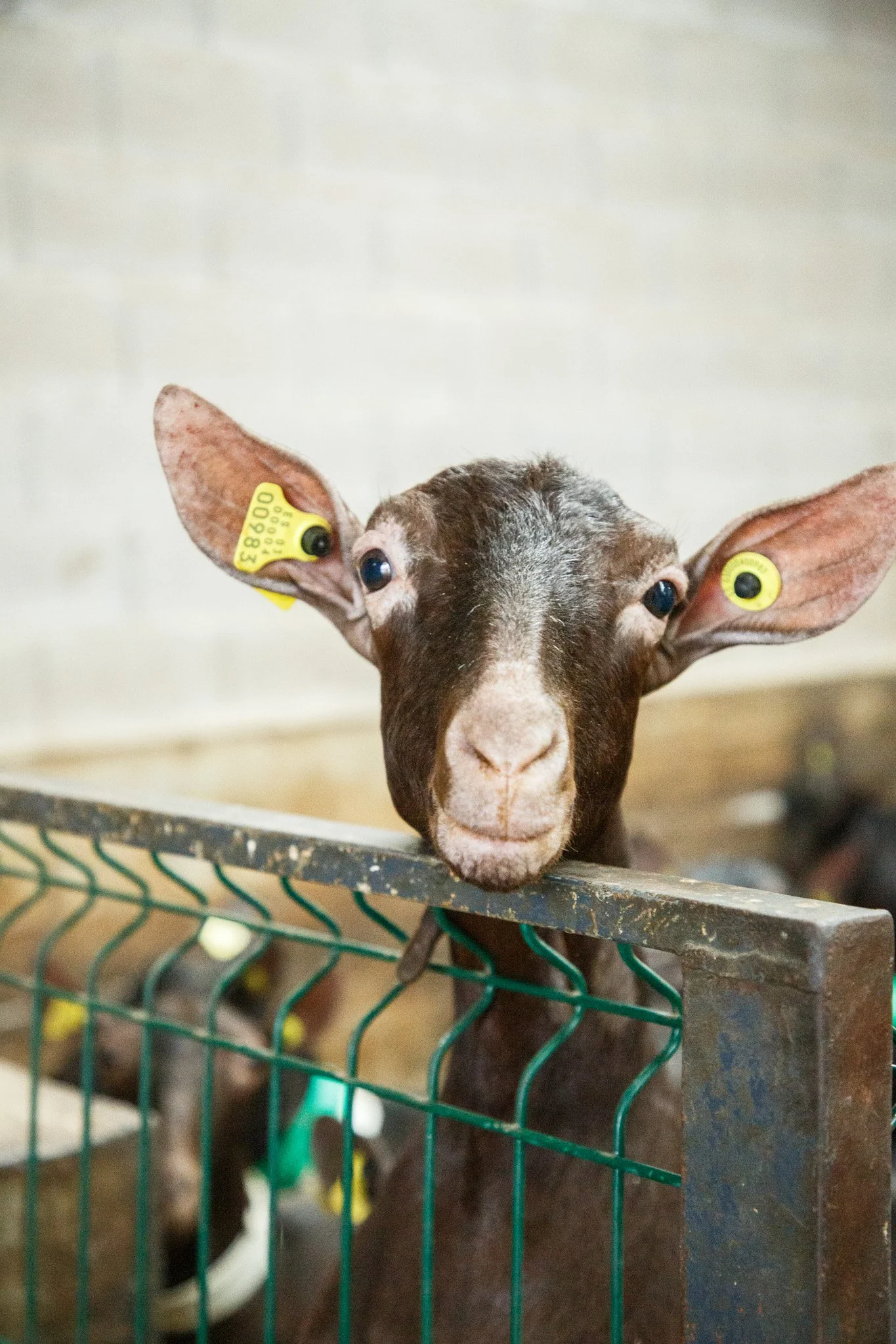 Cabras de Quesería Picurriellu