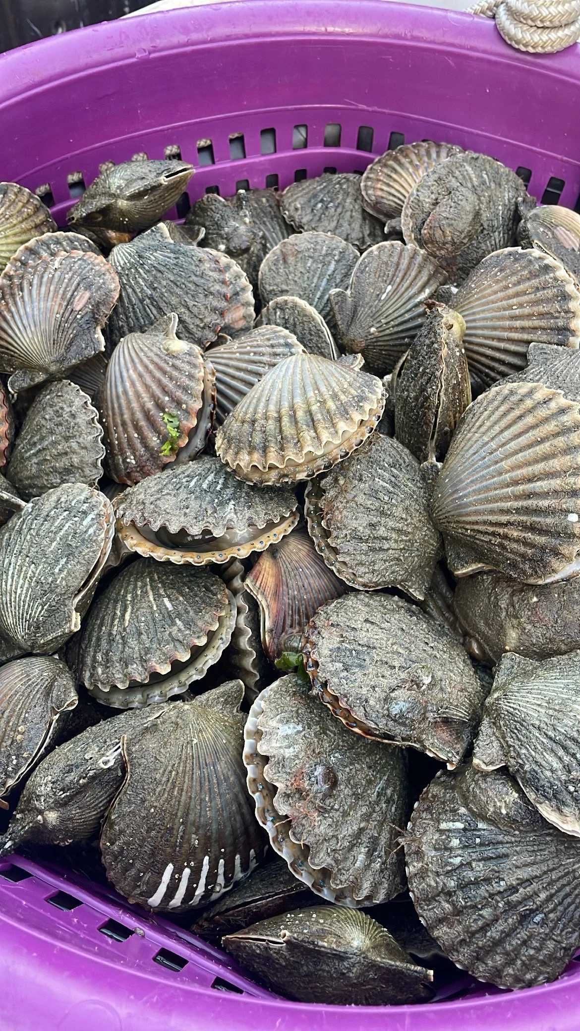 Nantucket Scalloping