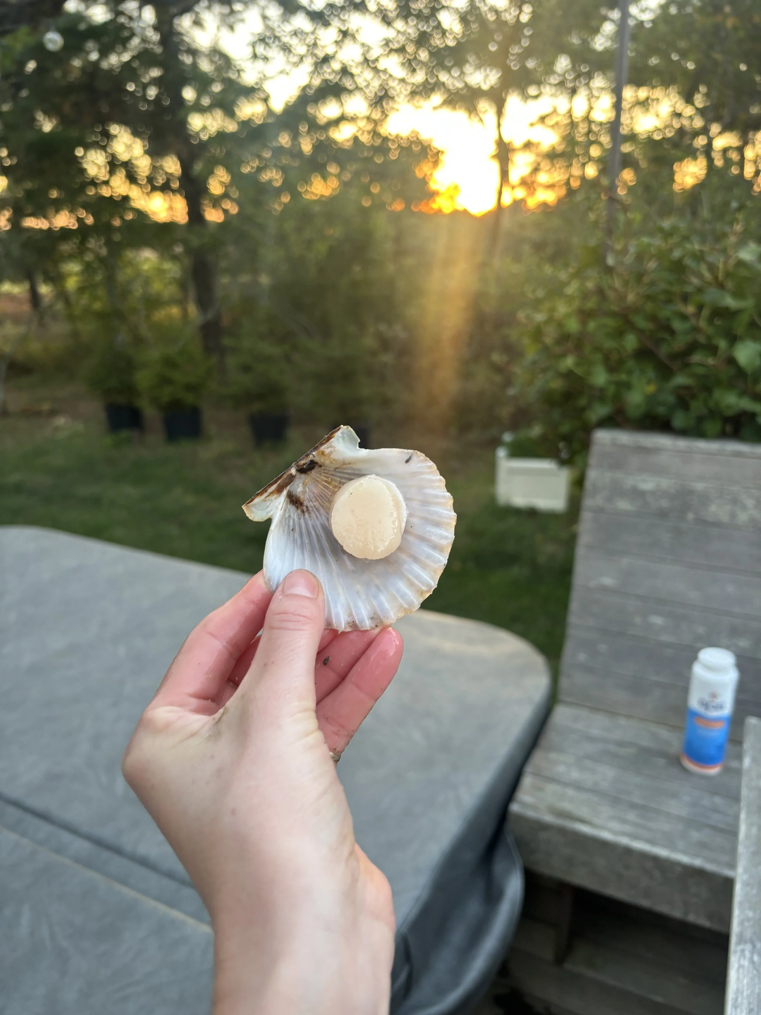 Bay Scallop Recipes