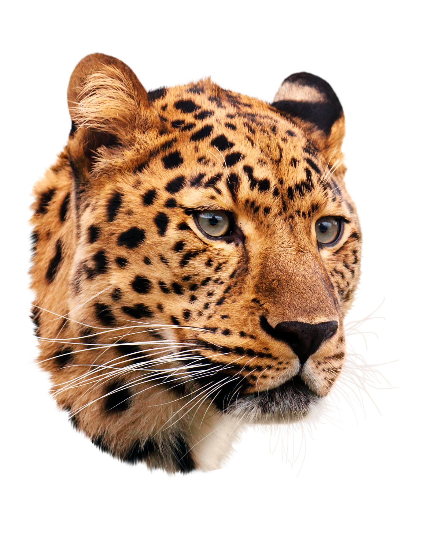 Close-up of a jaguar's face with yellow fur, black spots, and green eyes, on a black background.