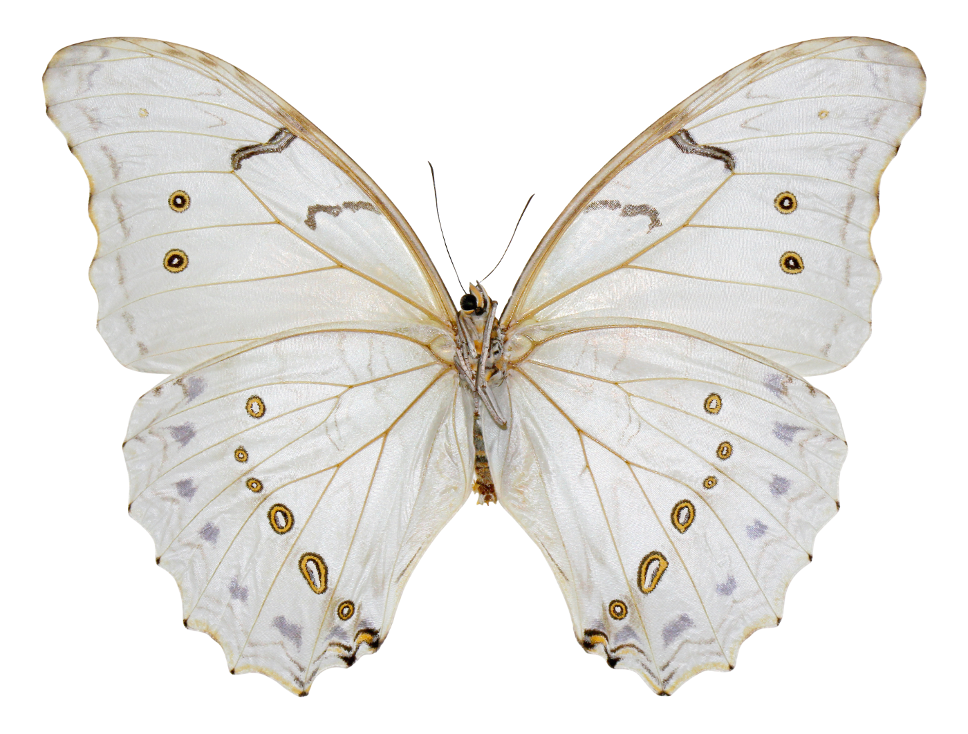 White butterfly with black and yellow eye spots on its wings.