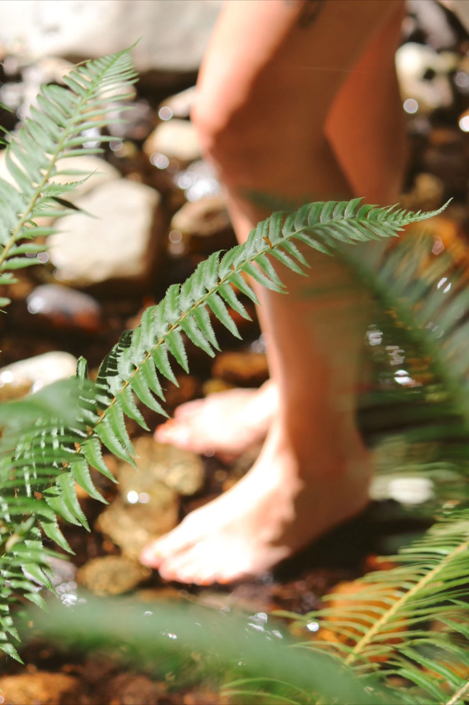 Close-up of a green fern leaf among rocks and soil.