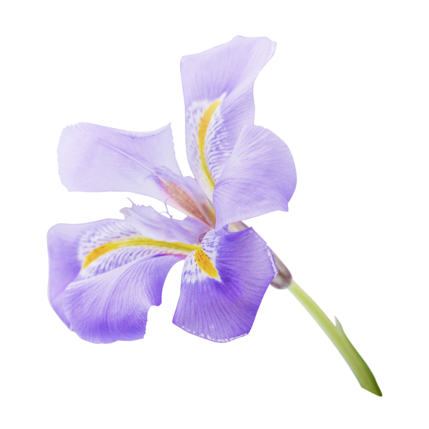 A close-up photograph of a light purple iris flower with yellow and white markings.