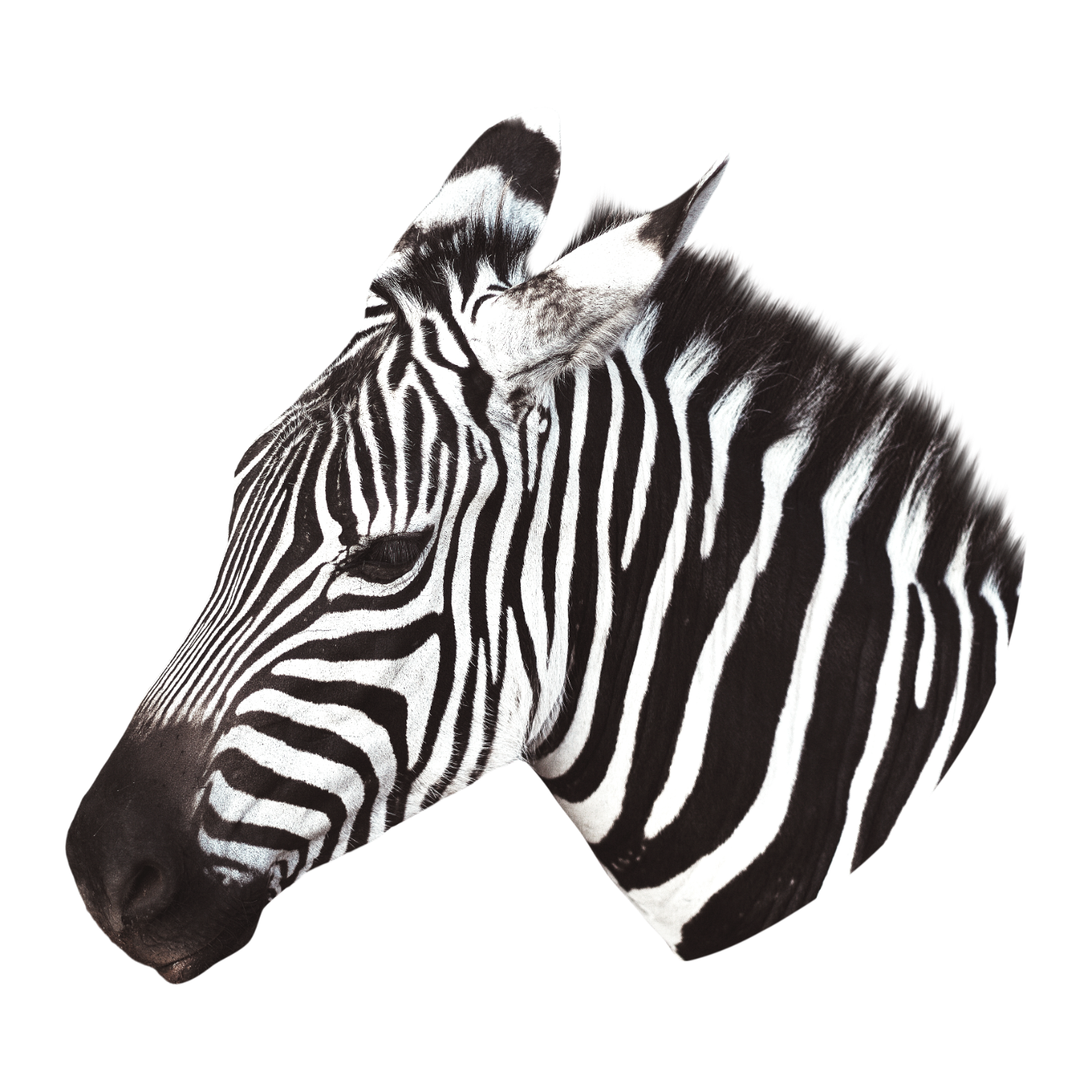 A collage of a zebra's head and a zebra's back, combining their features on a black background.