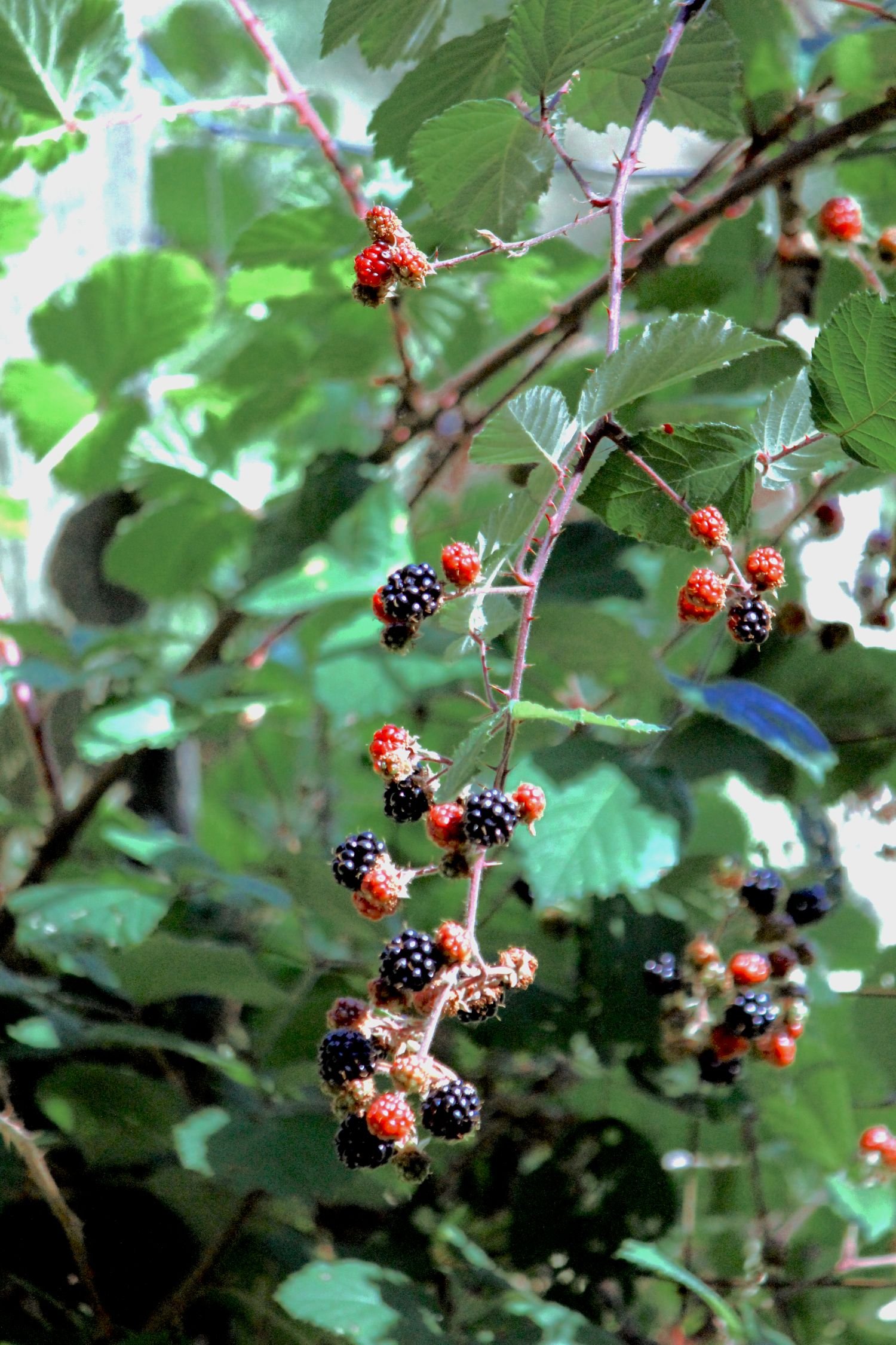 Nest Holistic Therapy Yoga British Columbia Nectar 2023-05.jpeg