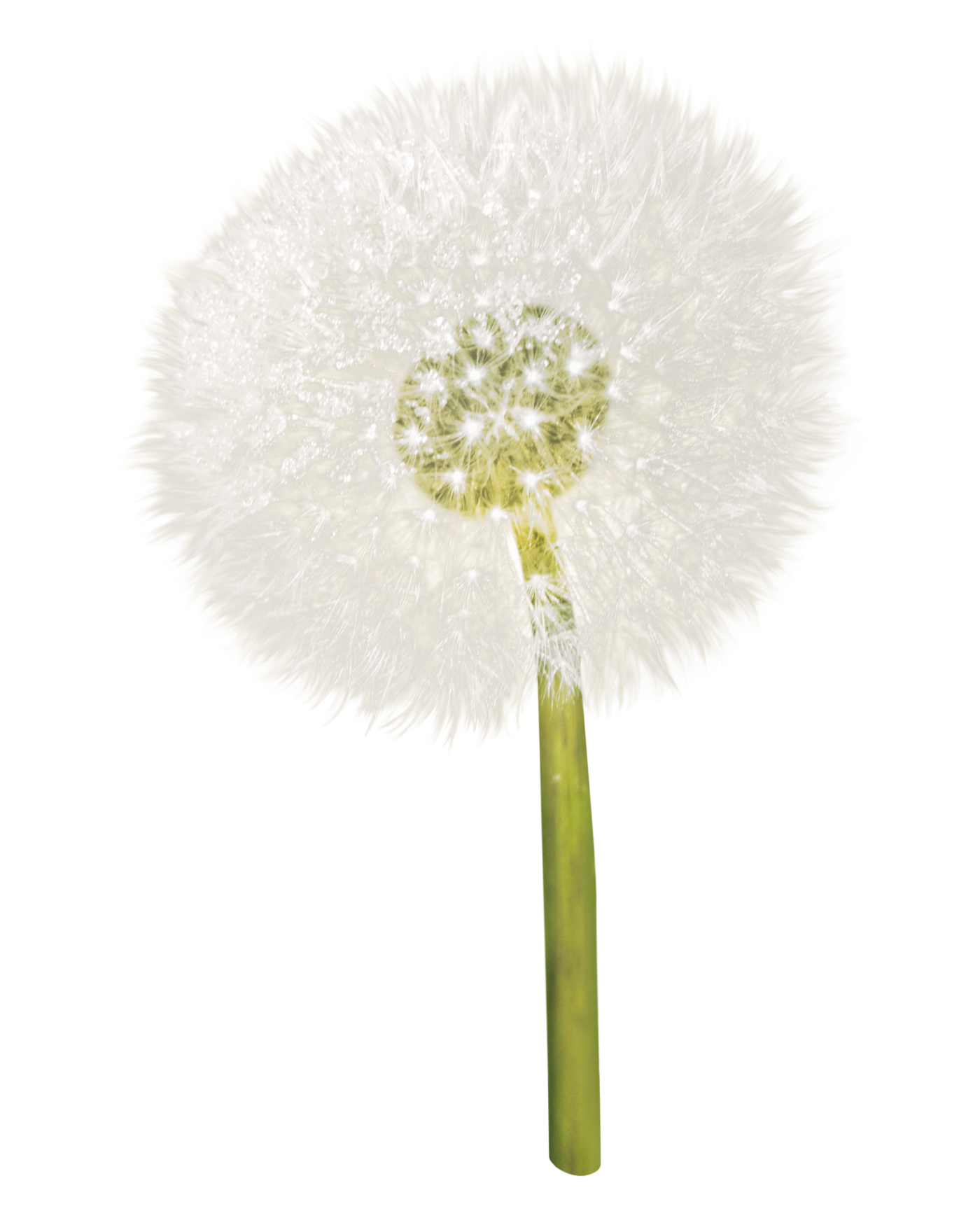 Close-up of a dandelion seed head with white, fluffy seed parachutes on a black background.
