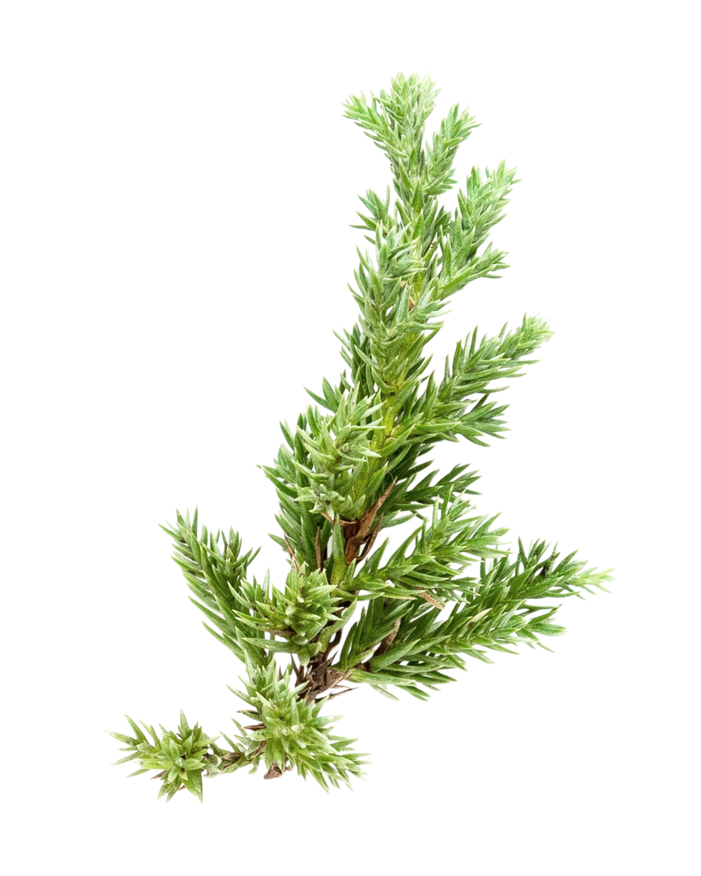 A sprig of fresh rosemary herb with green, needle-like leaves.