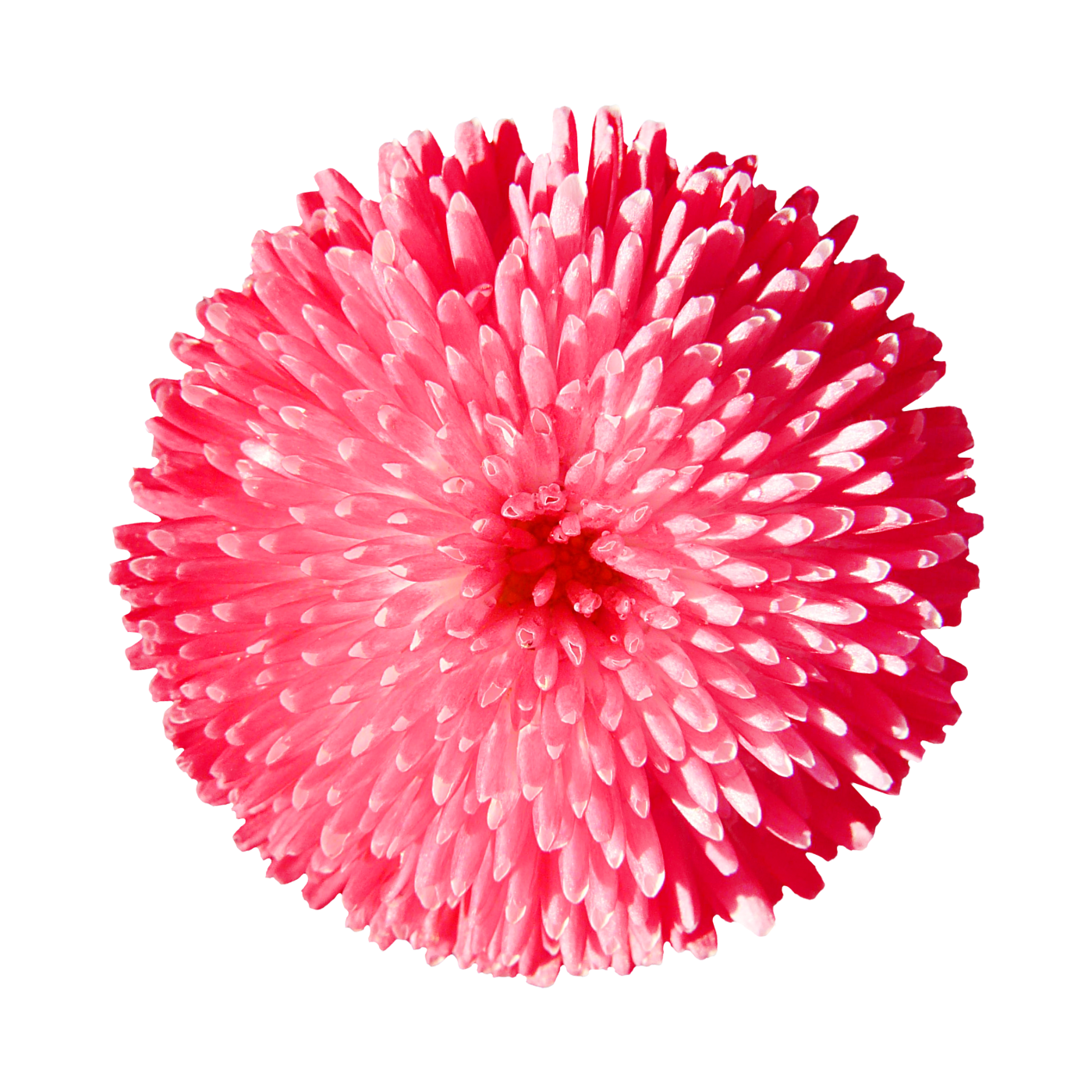 A close-up of a pink pom-pom flower with dense, elongated petals.