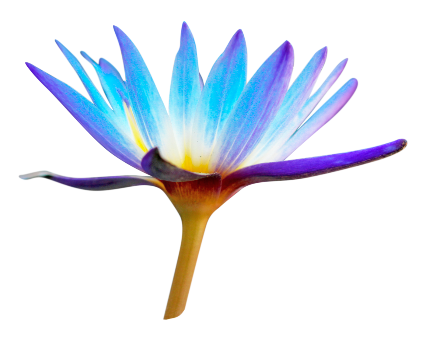 Close-up of a colorful water lily with blue and purple petals and a yellow and white center, isolated on a black background.