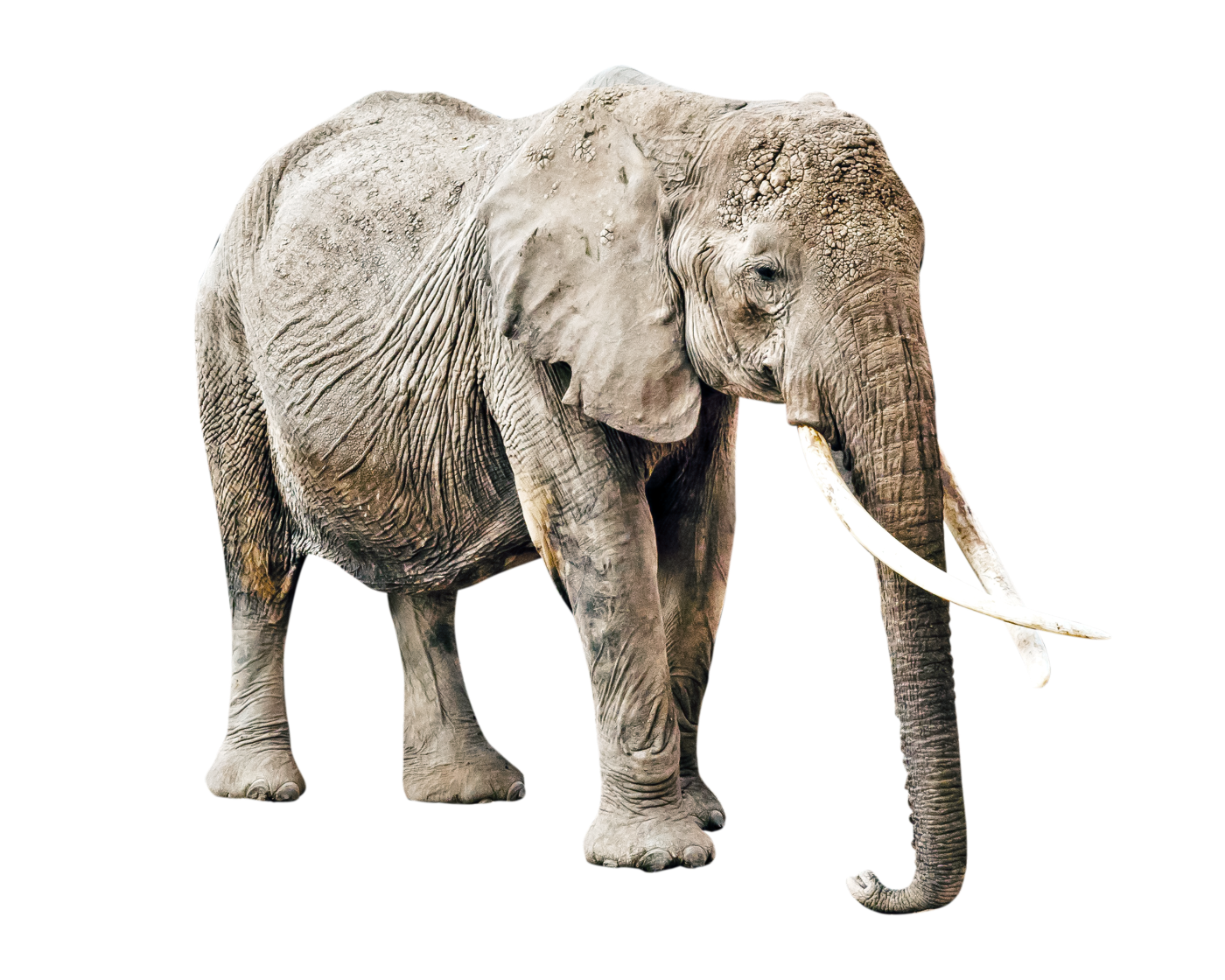 An adult elephant standing, facing slightly to the right, with large tusks and textured gray skin.