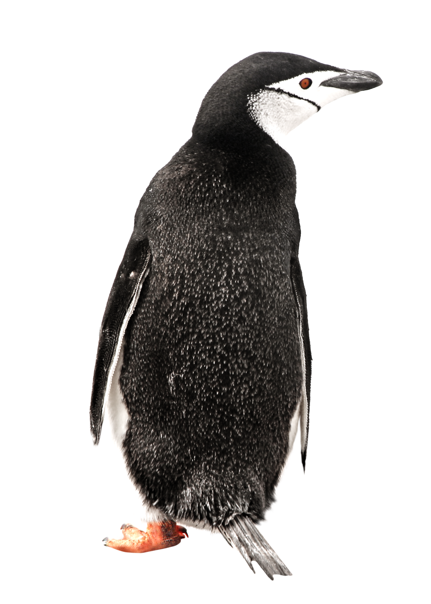 A penguin standing upright on a black background with red eyes and a black and white body.