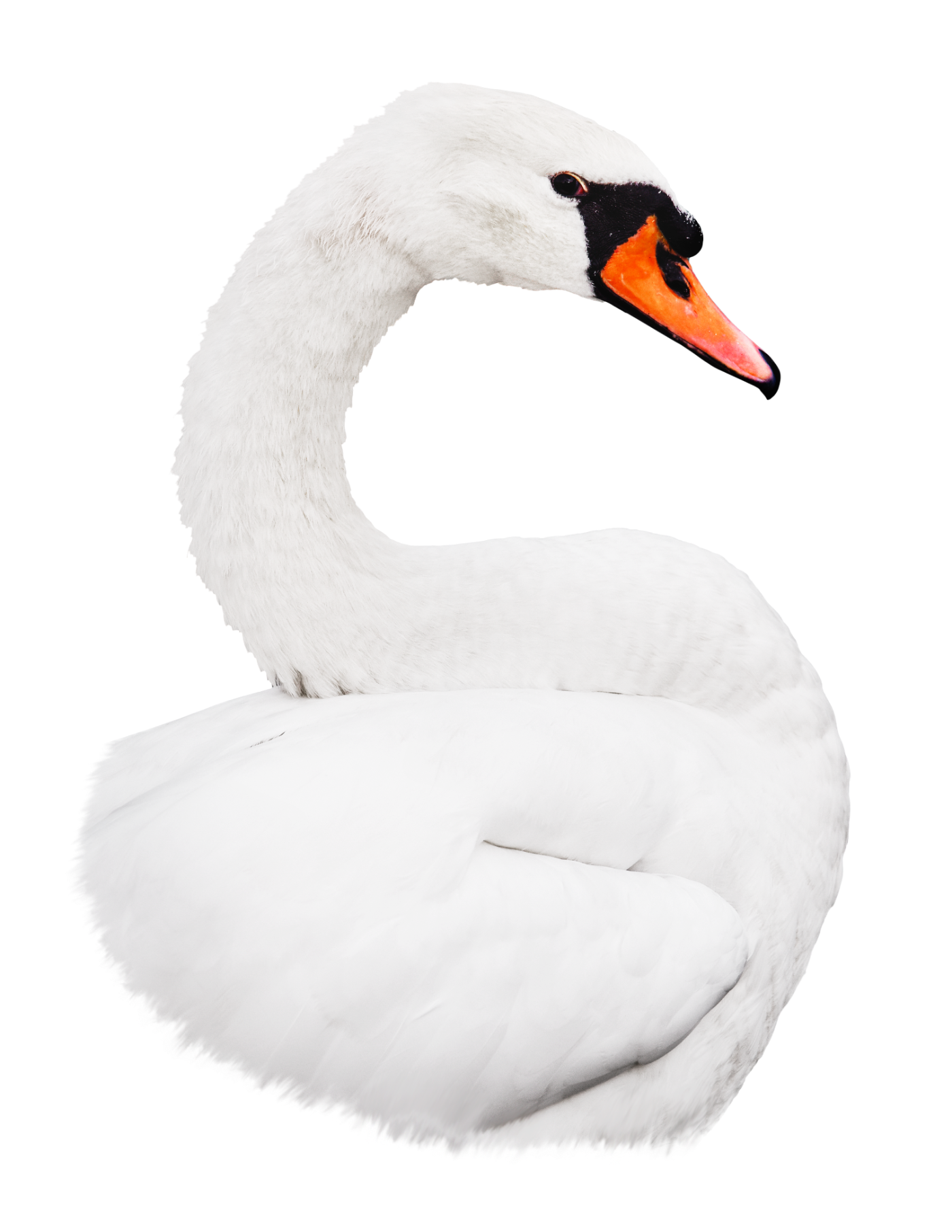 A white swan with an orange beak and black face patch.
