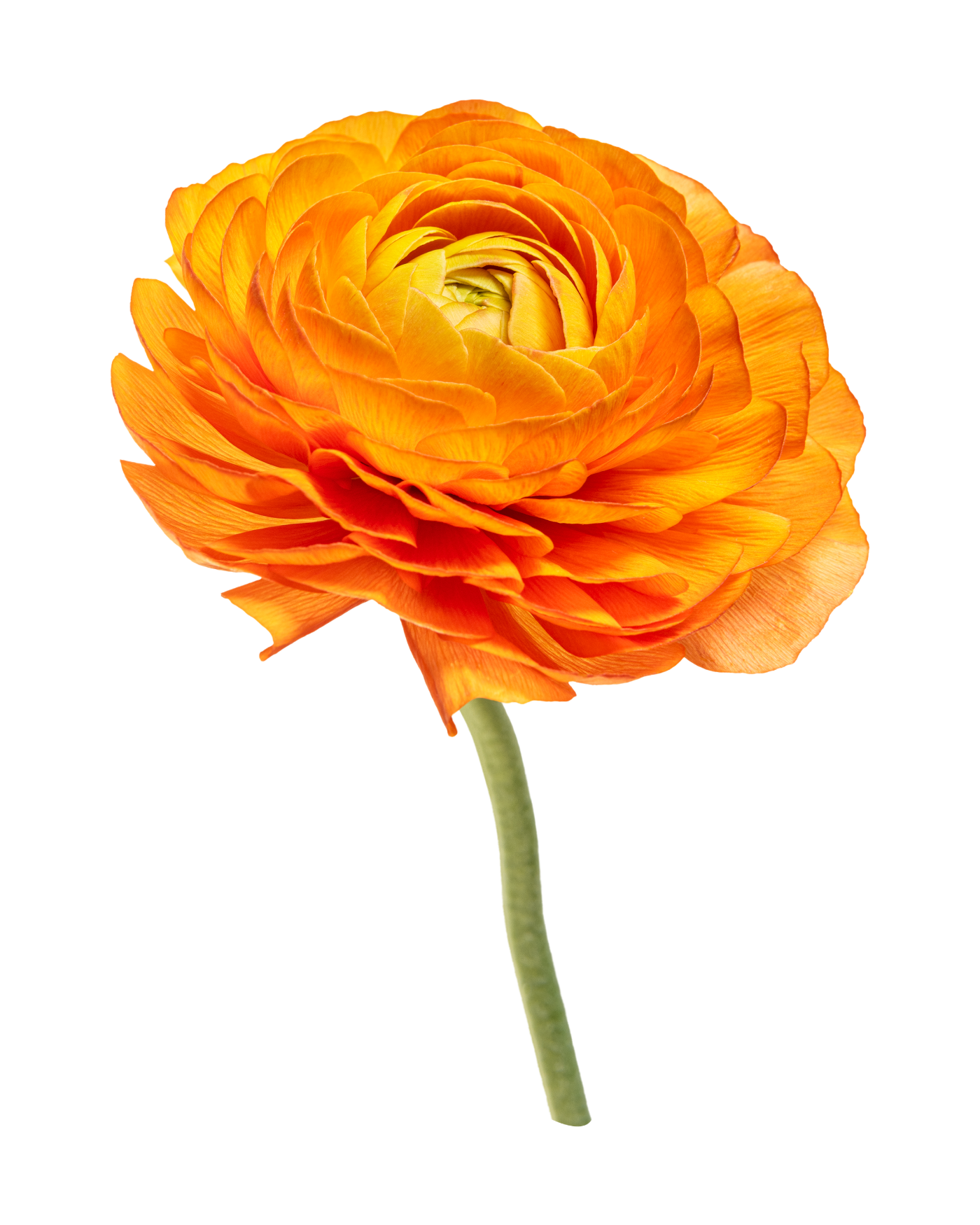 A vibrant orange ranunculus flower with multiple layers of petals on a green stem.