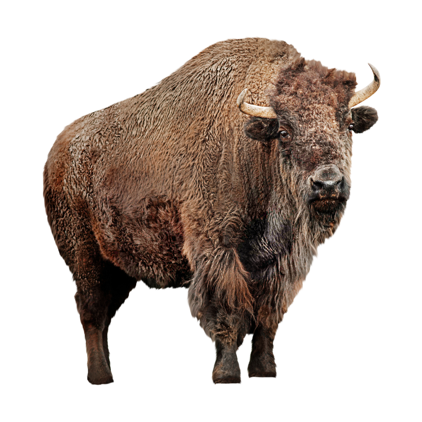 A large bison standing on a plain with a dark background.