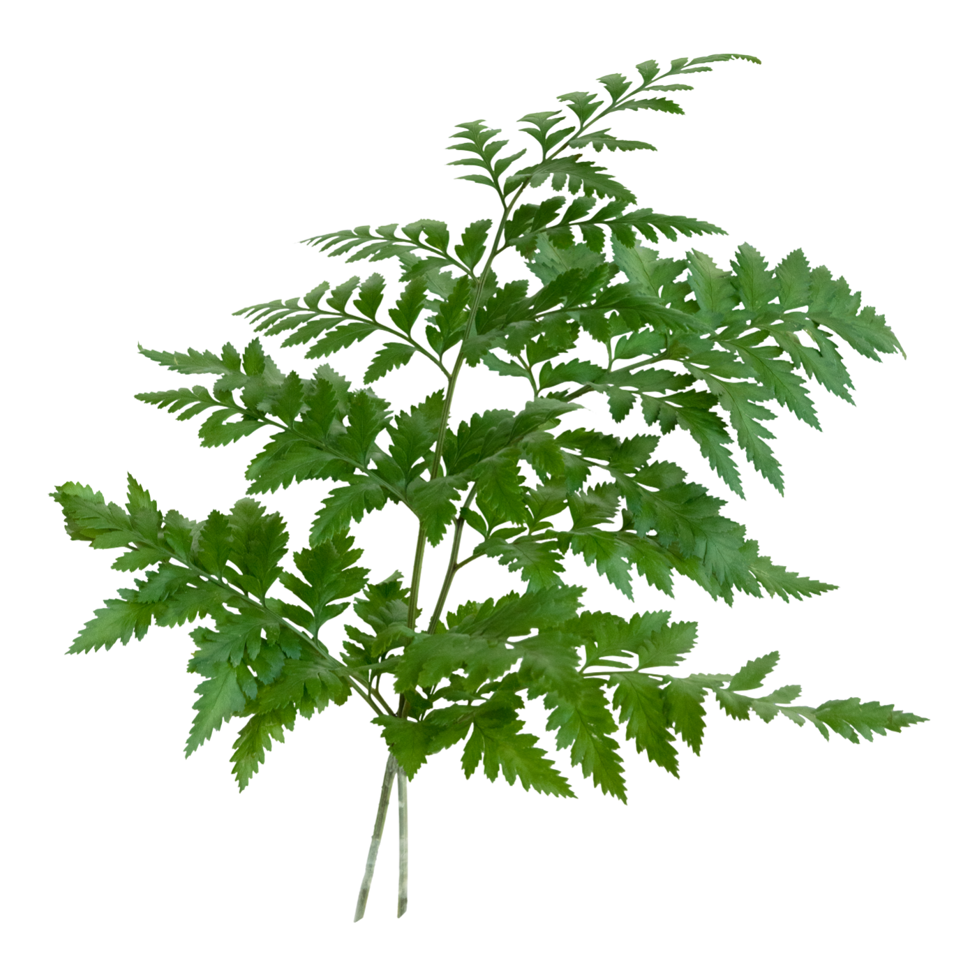 Green leafy potted plant with serrated leaves against a plain background.