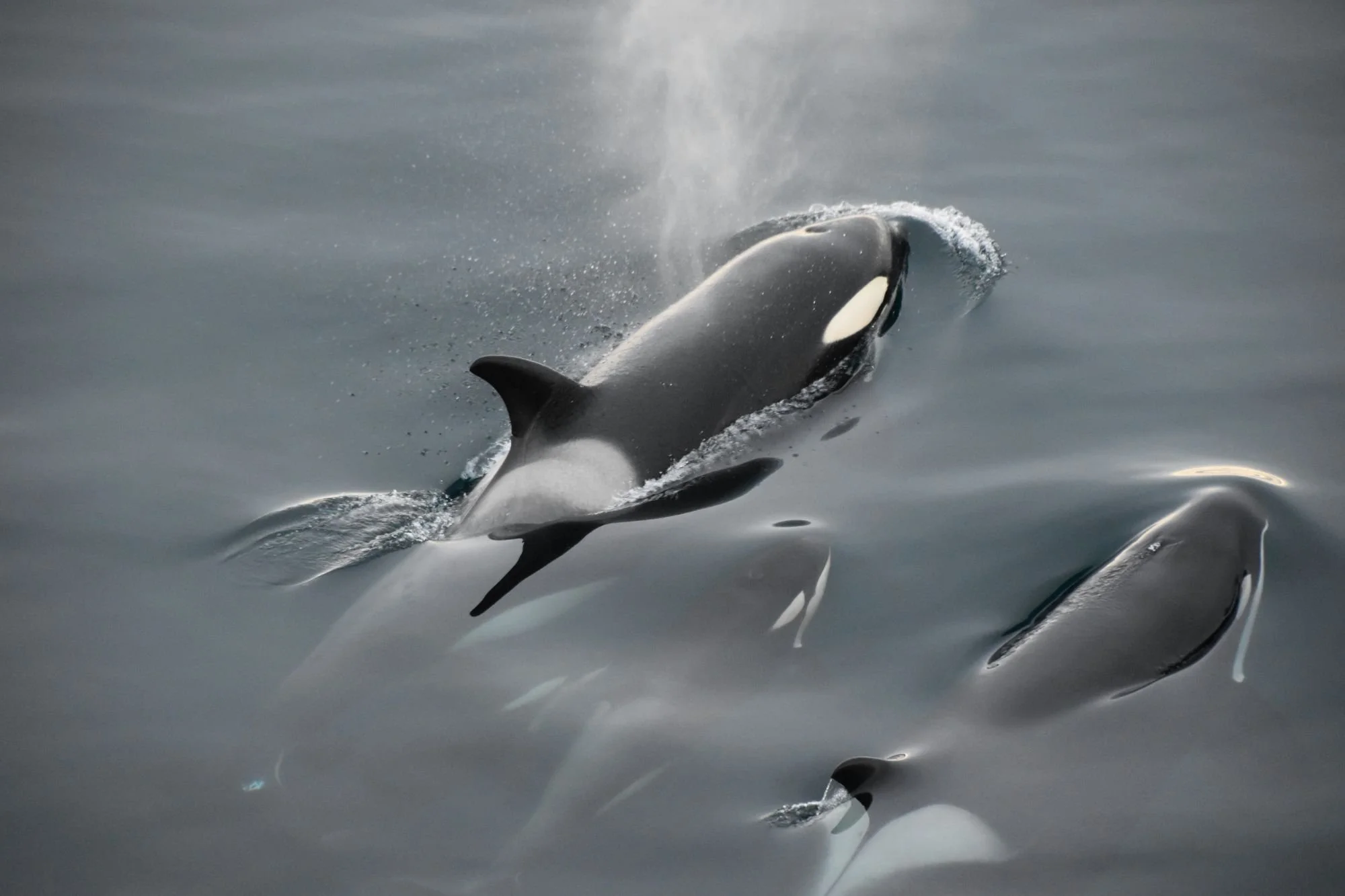 Several orcas swimming beneath the water surface, with one breaching out of the water and creating a splash.