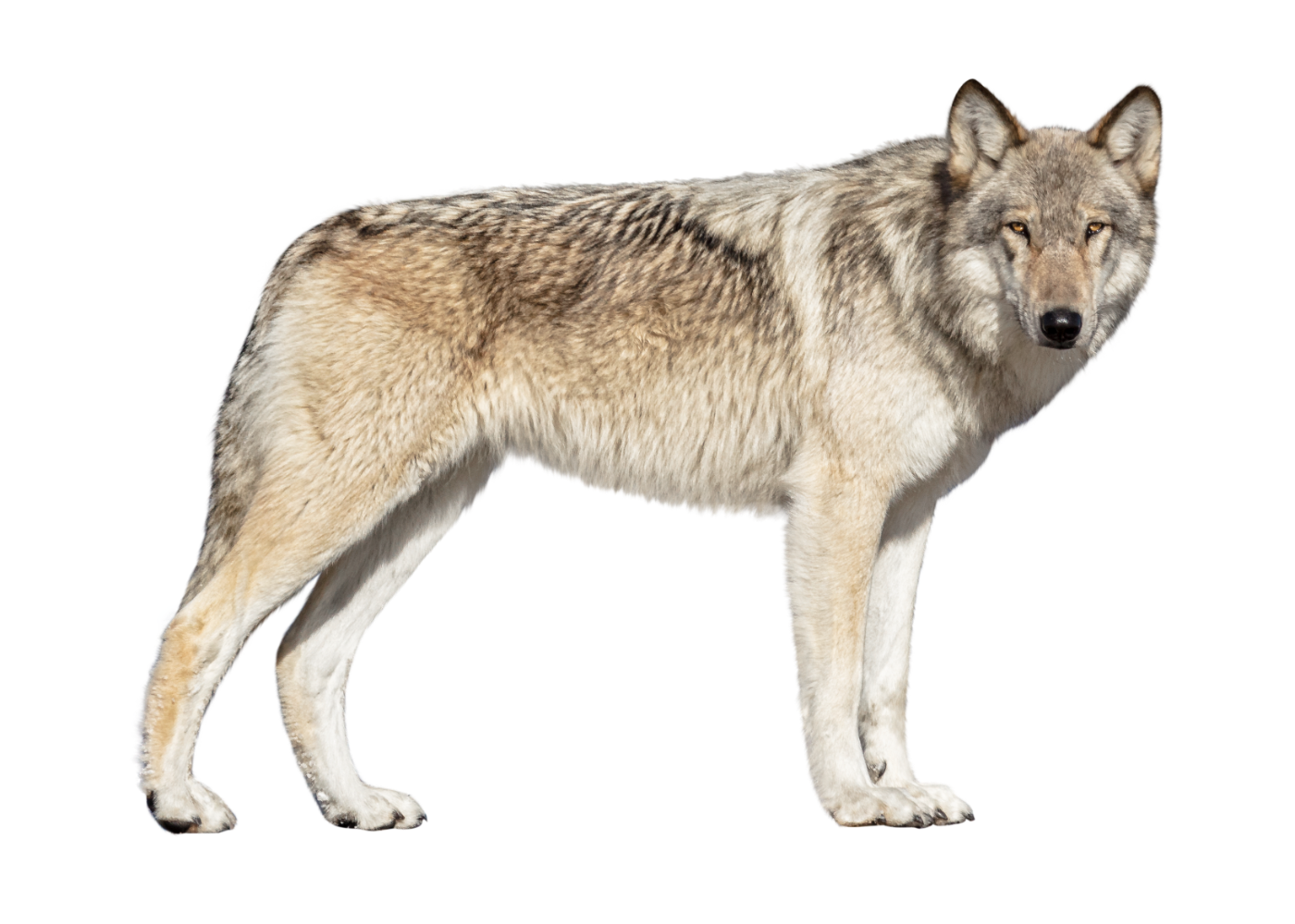 A wolf standing sideways on a black background.