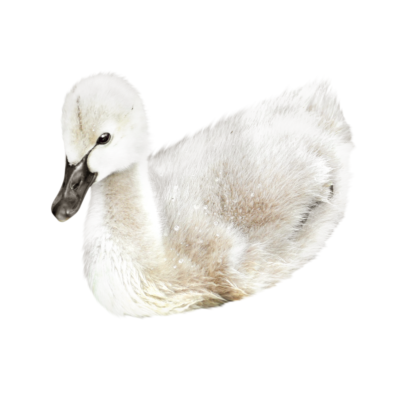 Young swan, or cygnet, with fluffy light gray and white feathers, floating on water with a black beak and dark eyes.