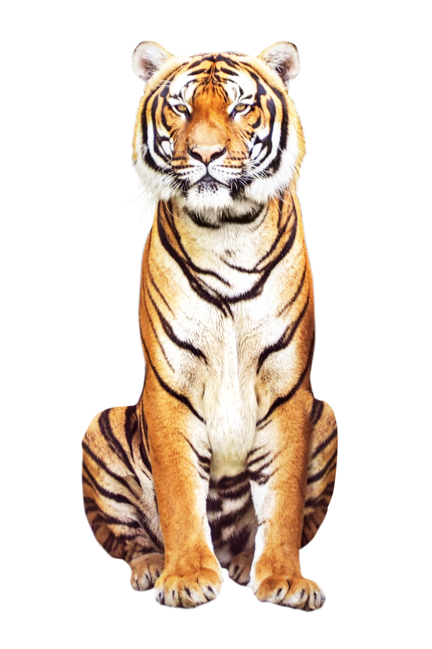 A realistic image of a tiger sitting upright, facing forward, with a black background.