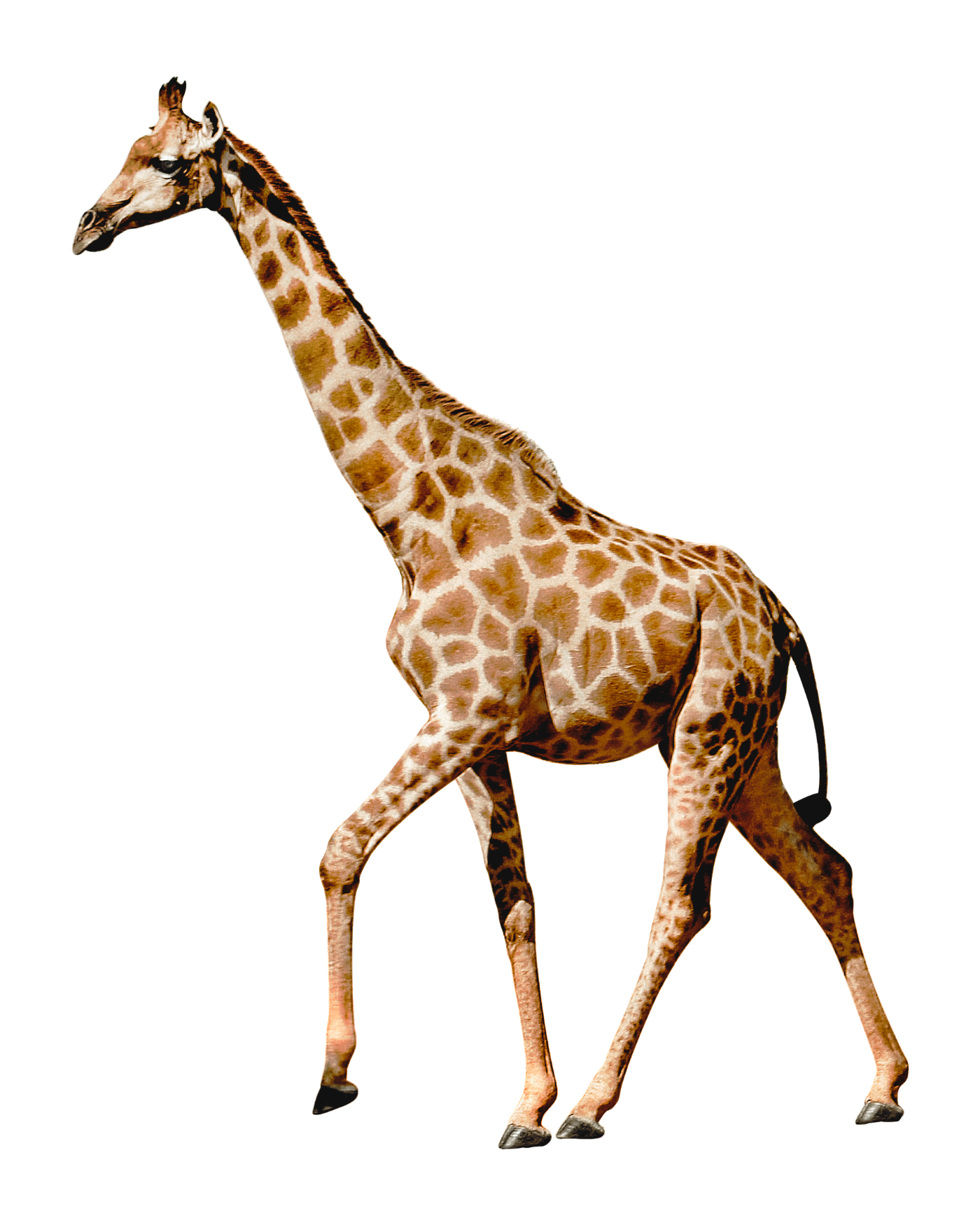 Giraffe standing with its head lowered, viewed from the side with a background of digital color lines.