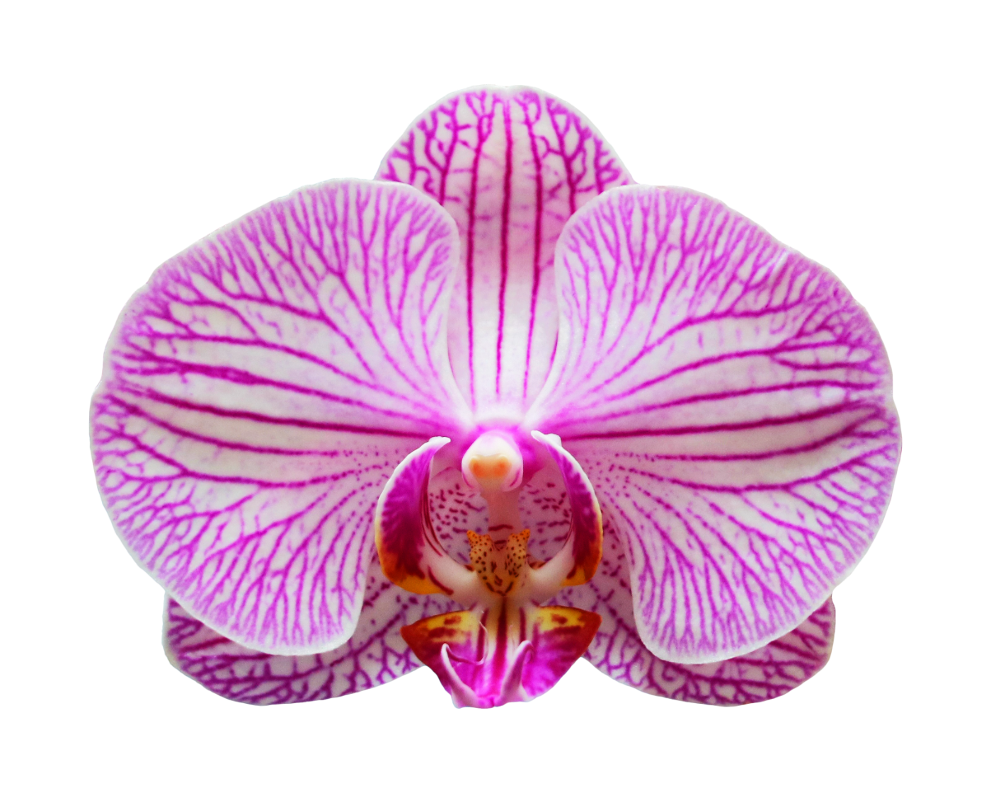 Close-up of a pink and white orchid flower with purple veining and a yellow and purple-speckled center.