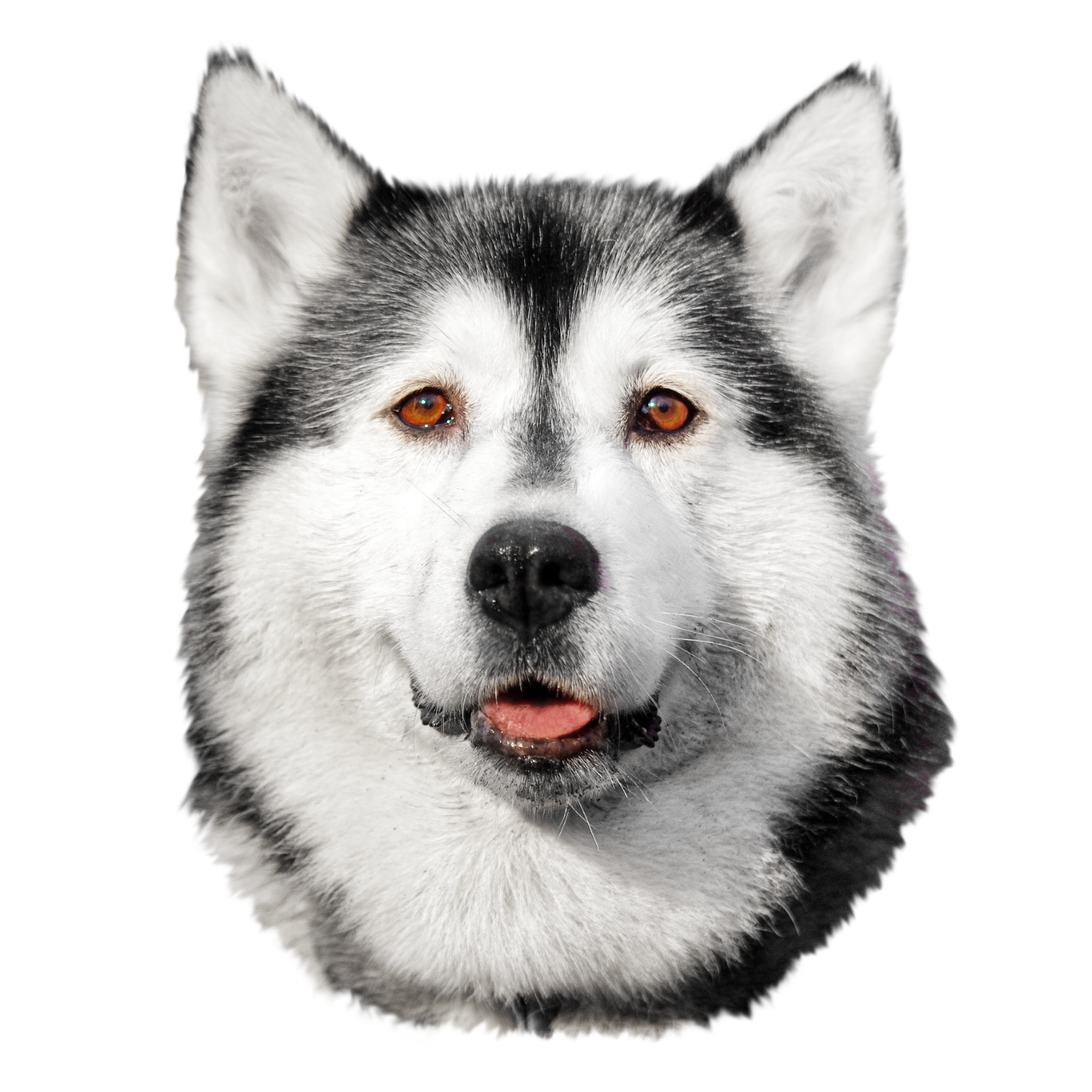 Close-up of a Siberian Husky dog's face, showing black and white fur, amber eyes, black nose, and open mouth.