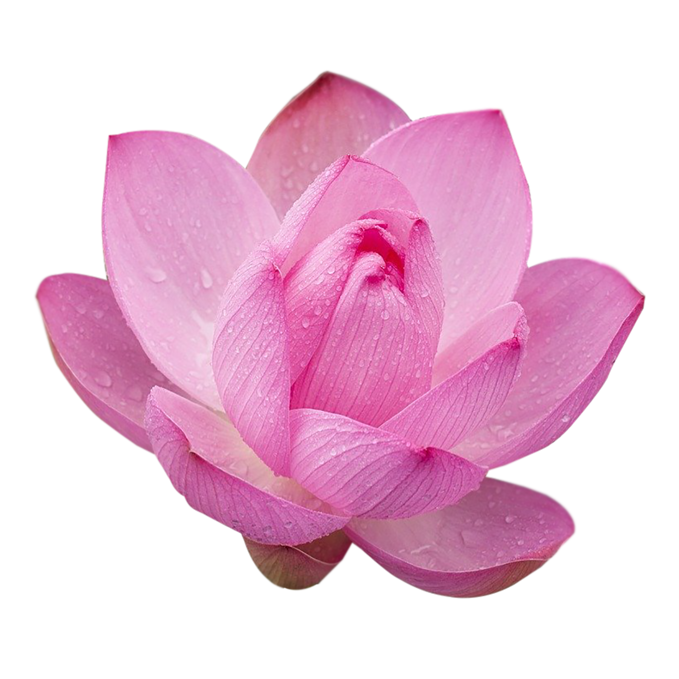 Close-up of a pink lotus flower with dewdrops on its petals.
