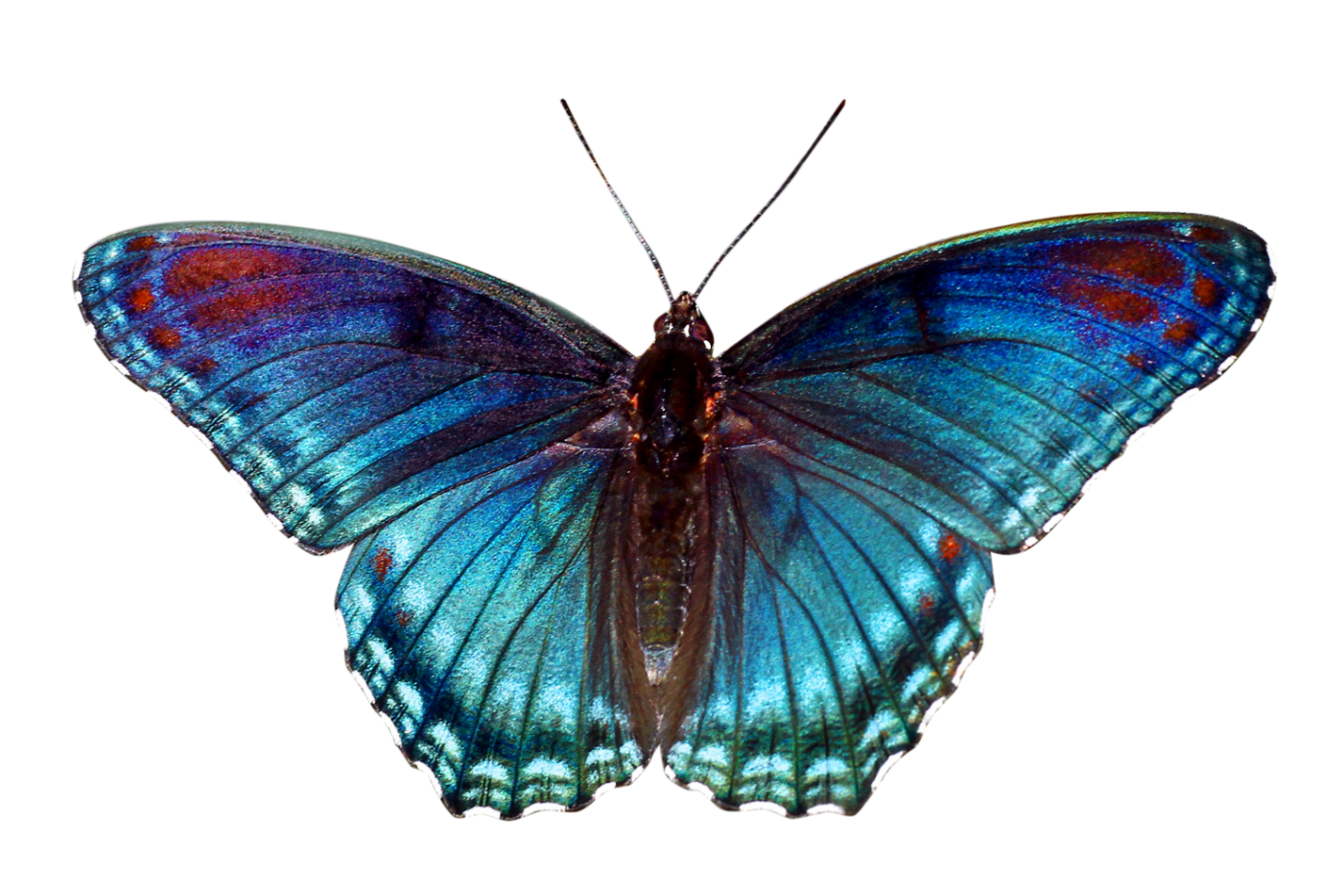 Close-up of a blue butterfly with open wings showing iridescent scales.