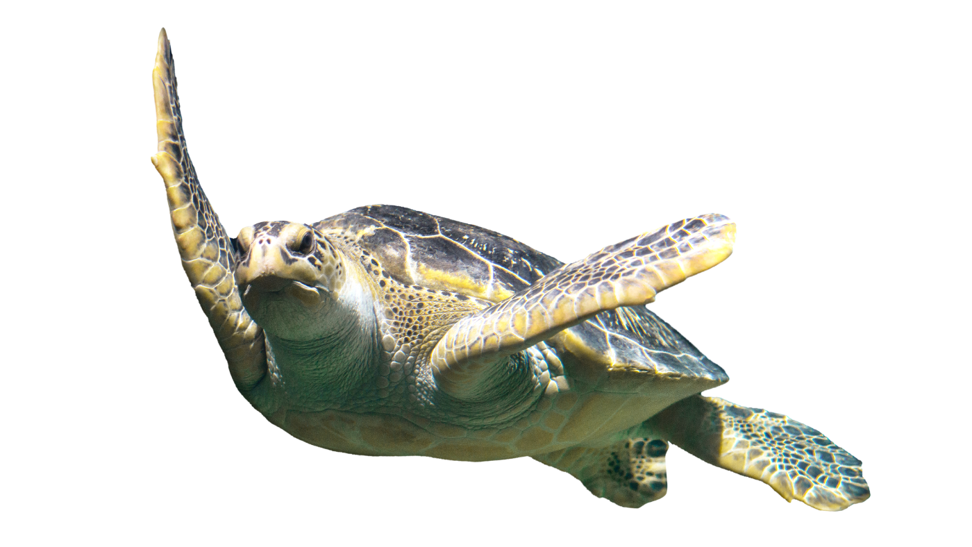 A sea turtle swimming with one front flipper raised.