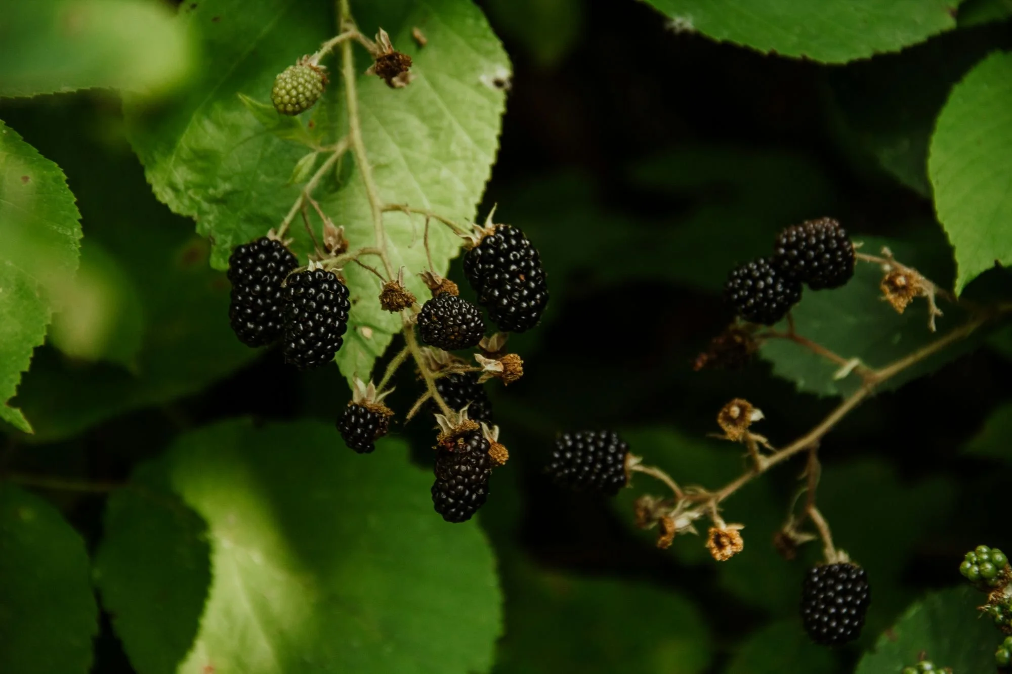 Close-up of blackberries growing on a vine surrounded by green leaves.