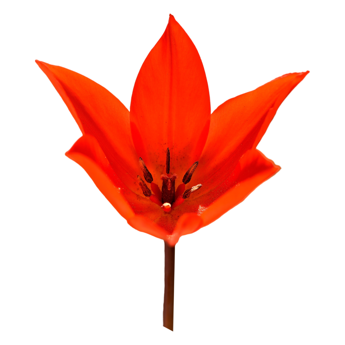 Close-up of a red-orange tulip flower with visible stamens and pistil against a partially removed or edited background.