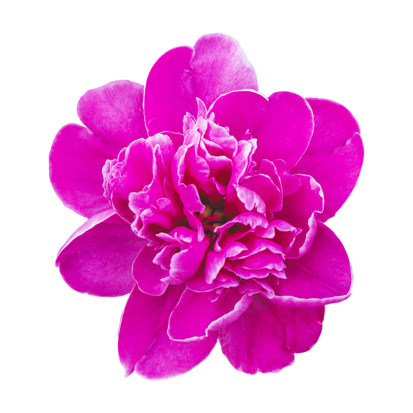 A vibrant pink peony flower with multiple layers of open and ruffled petals, isolated on a black background.