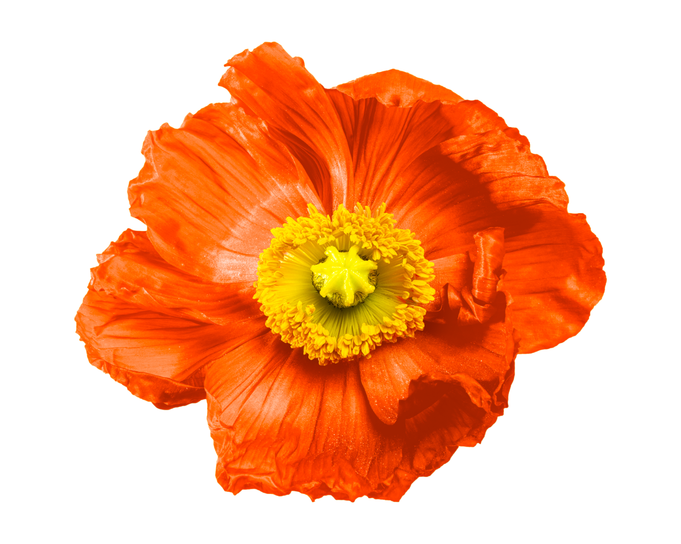Close-up of a vibrant orange poppy flower with ruffled petals and a bright yellow center.