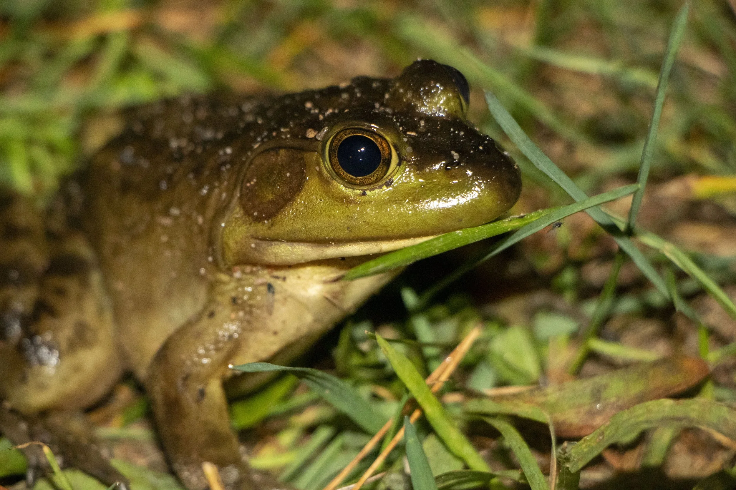 IMG_9512.CR2-Users-nickchristakis-2022 Creativity-2023100CANON-IMG_9512edit_1.JPG