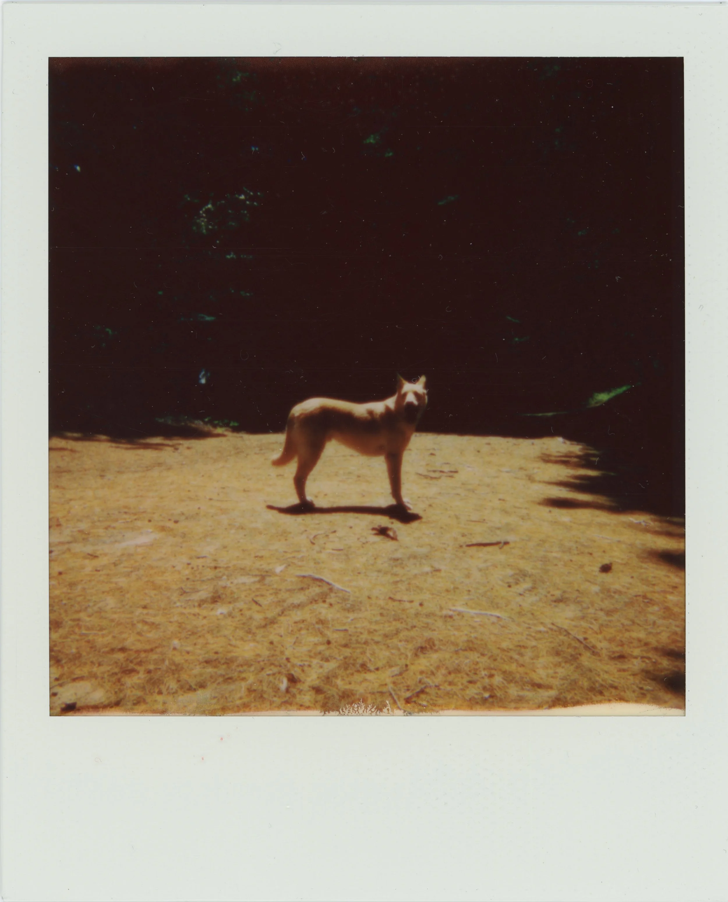 Camp Polaroid '2216.jpg