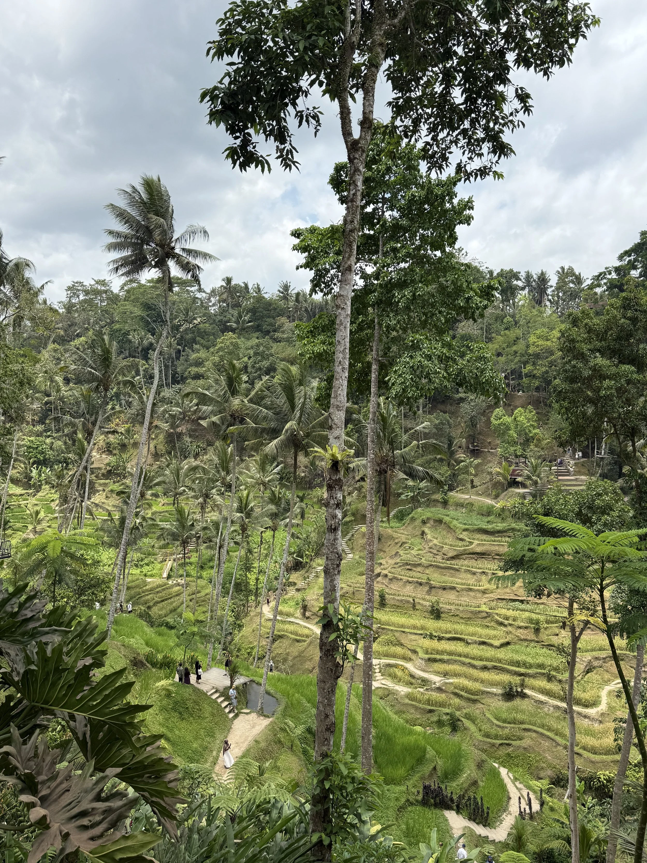 Exploring Ubud, Bali 🌿
