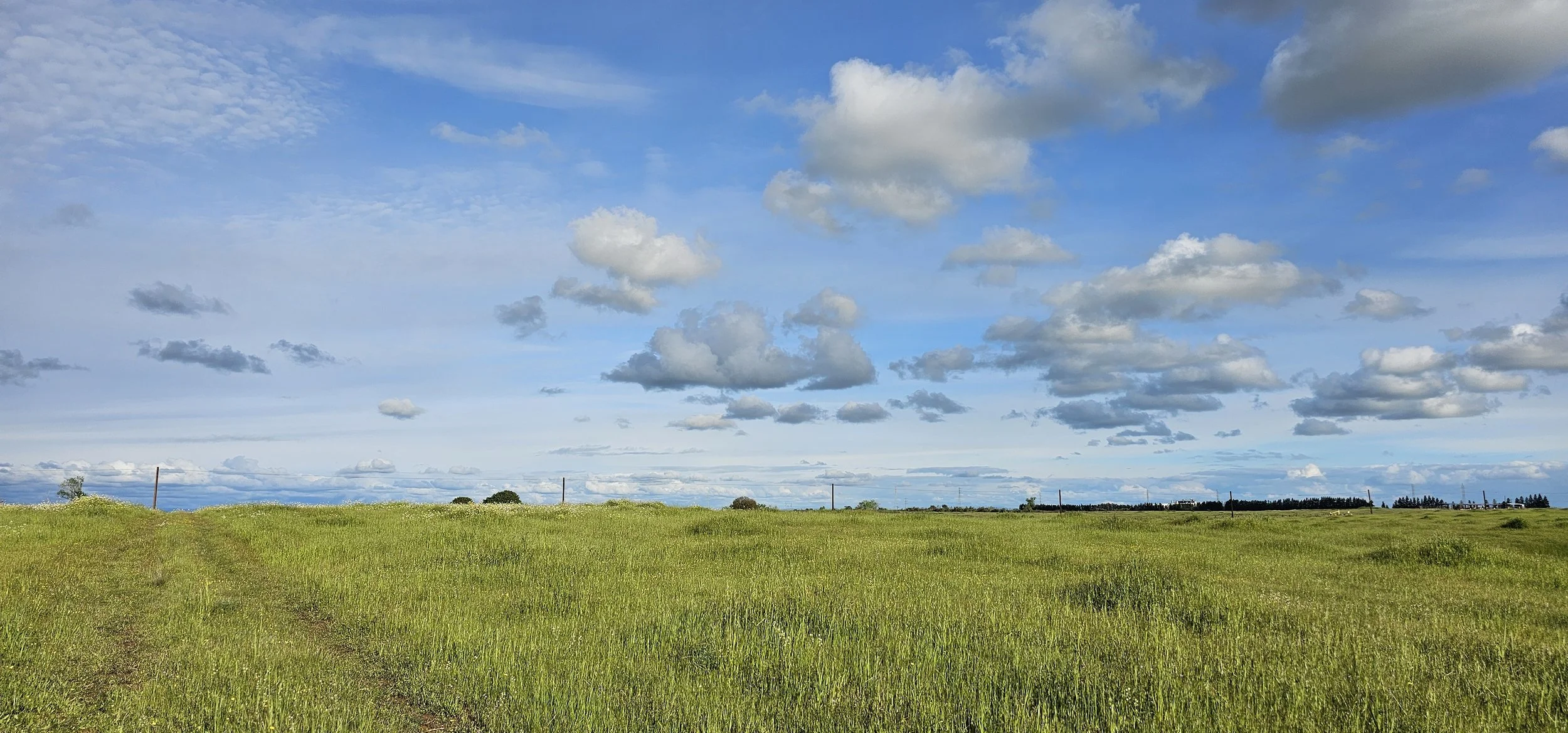 grassy prairie with blue skies