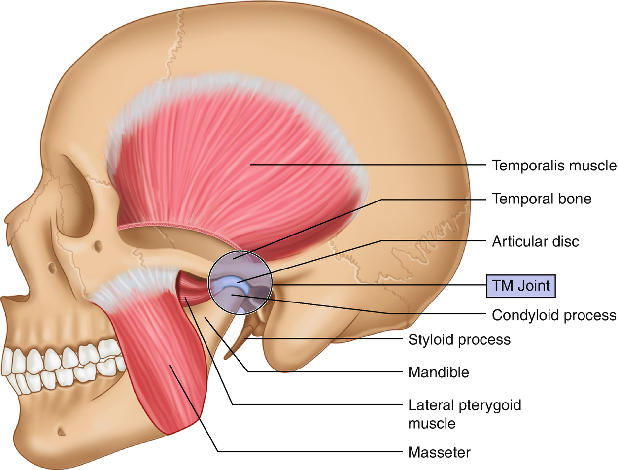 The temporomandibular joint is involved in TMJ dysfunction.  TMJ treatment Melbourne, Orofacial Myofunctional Therapy